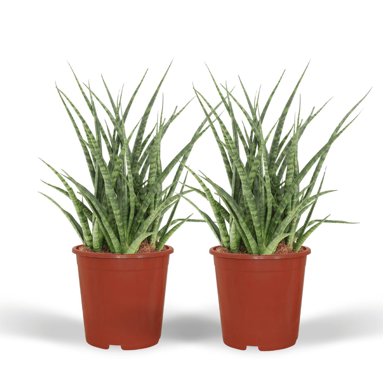 Sansevieria Fernwood Punk (Frauenzunge) - 2 Stücke - Ø12cm - ↕30cm