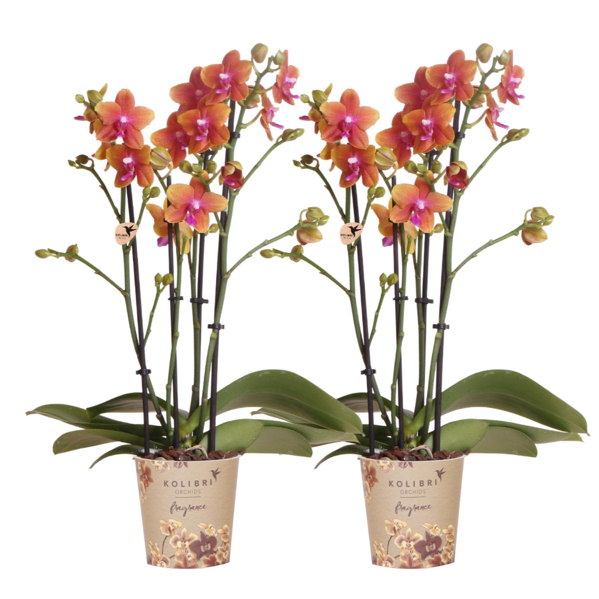 Orchidee 2 duftenden orangefarbenen Phalaenopsis-Orchideen - Topfgröße Ø12cm | blühende Zimmerpflanze - frisch vom Züchter