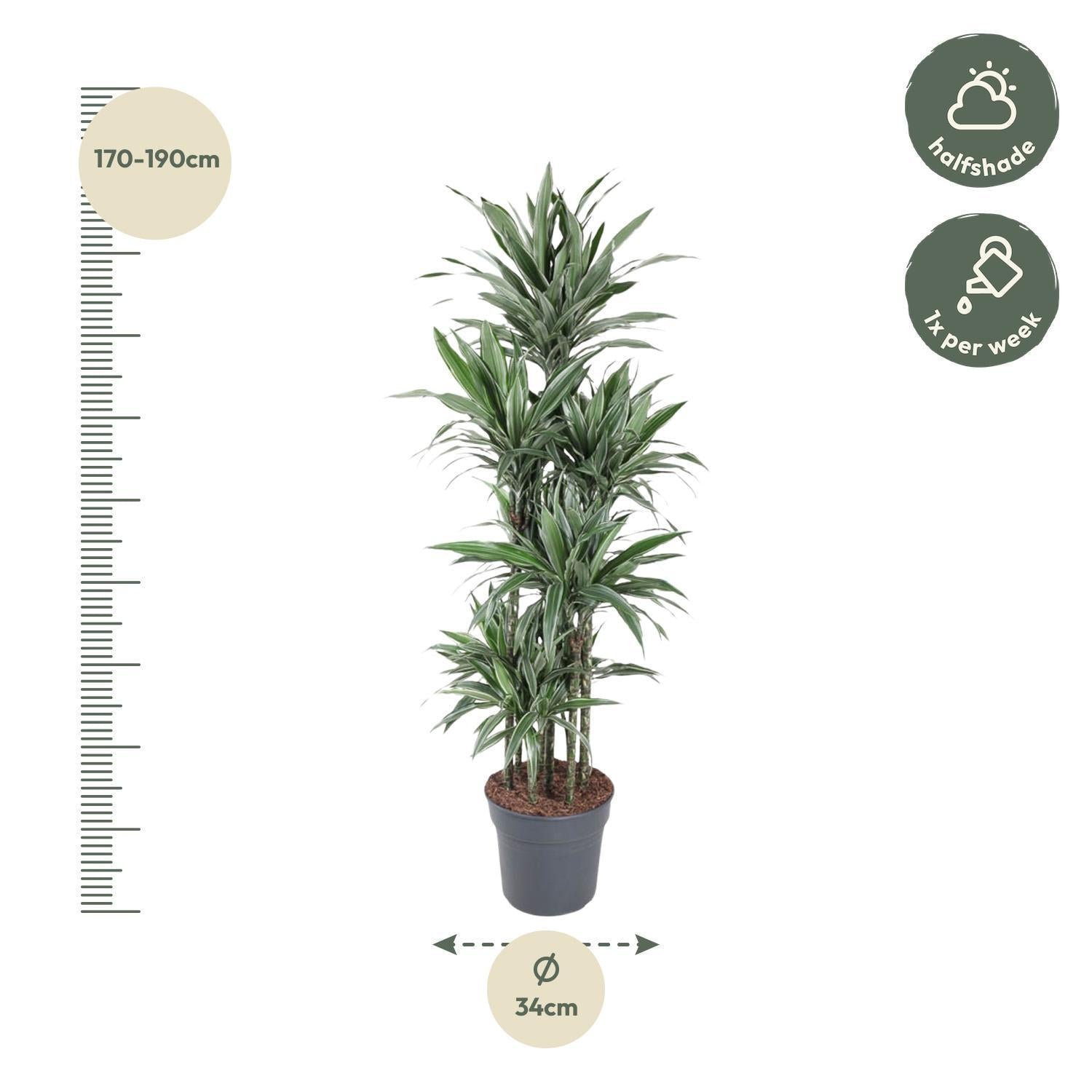 Drachenbaum Warneckei - Dracaena Warneckei Carrousel - 180 cm - ø34