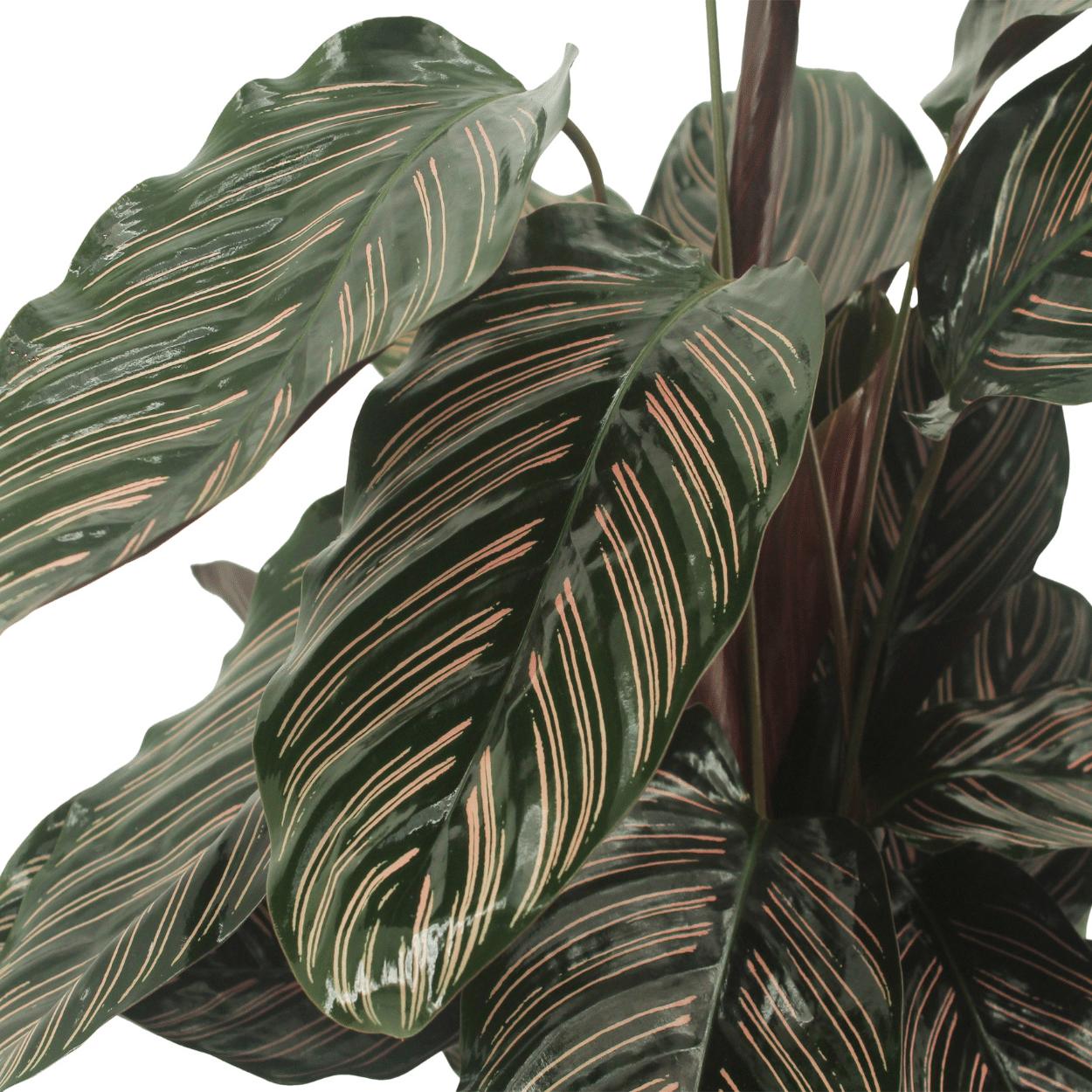 Gebetspflanze - Calathea Ornata - 50cm - ø14