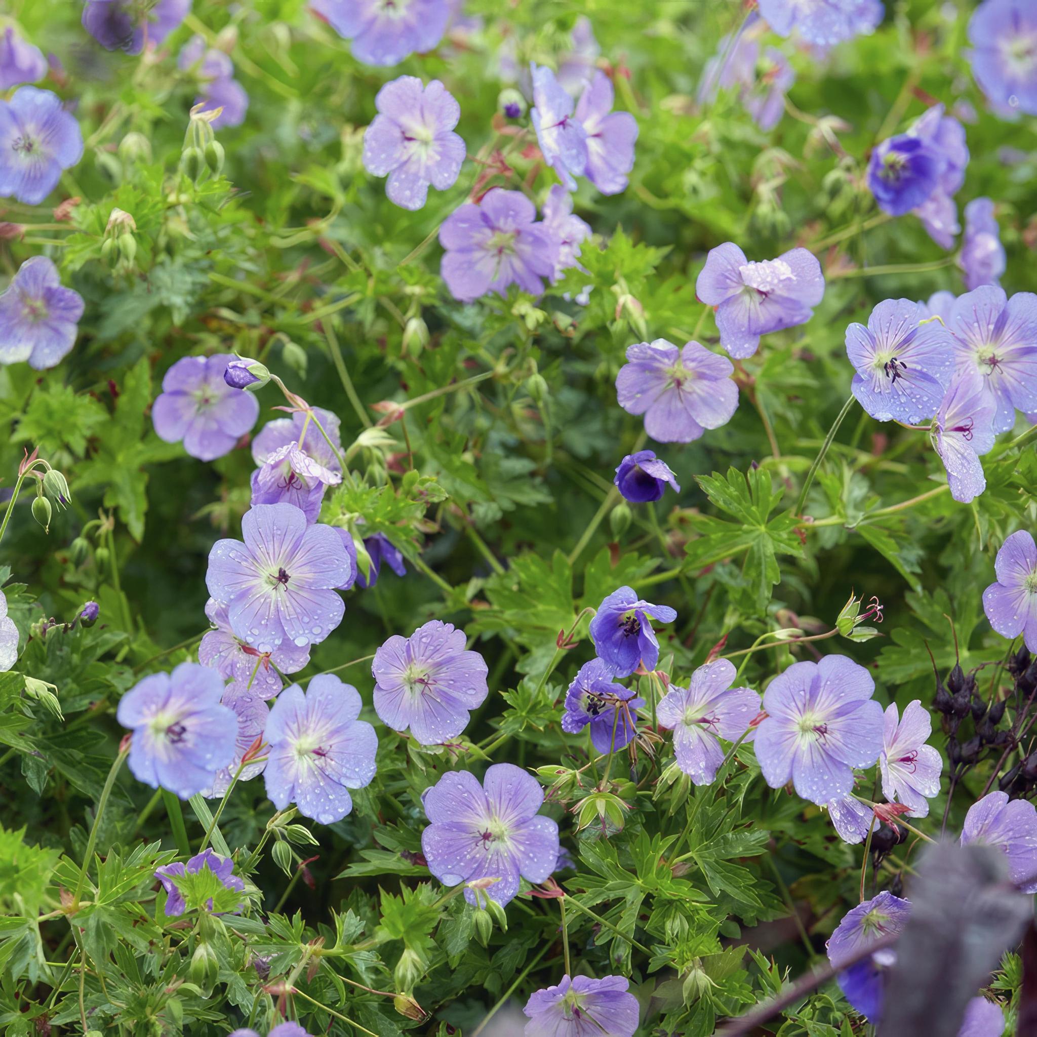 Storchschnabel 'Rozanne Geranium Rozanne - ↕25cm - Ø9cm - 6x