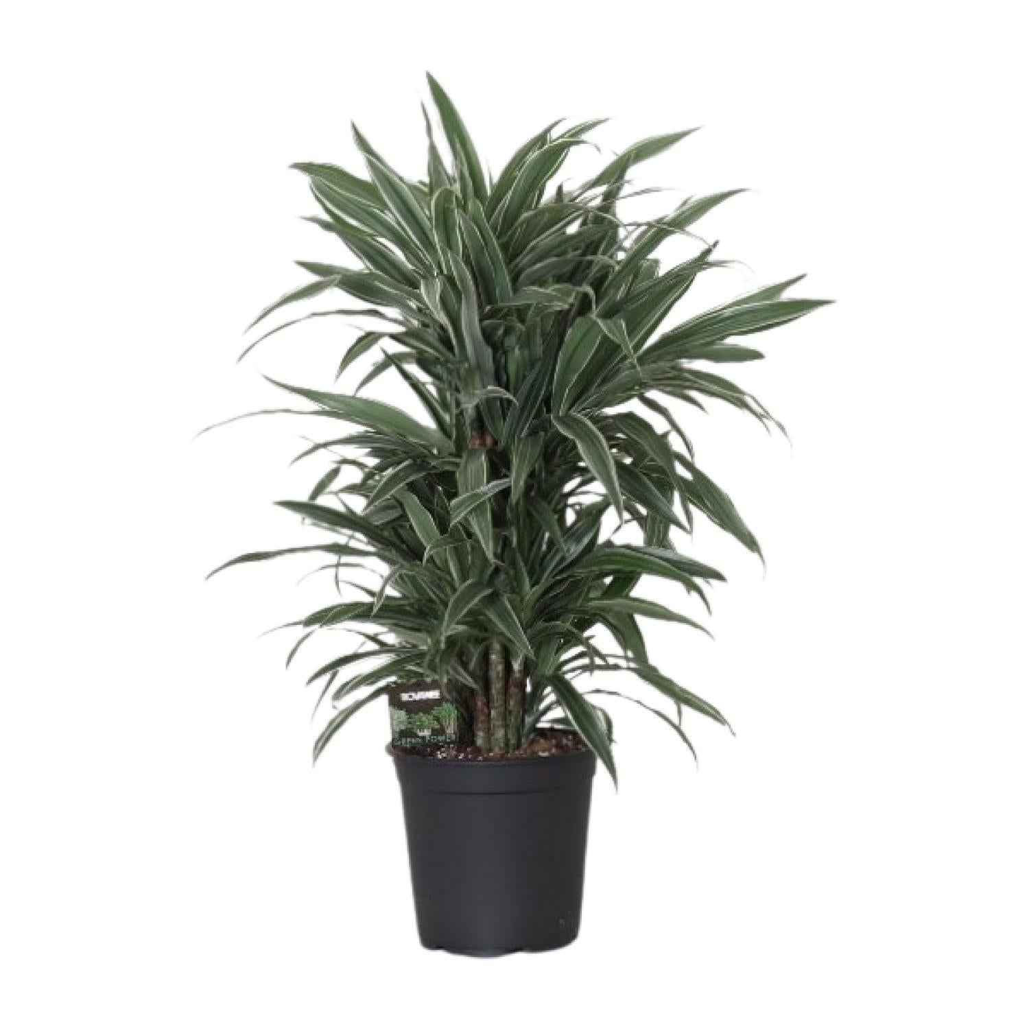 Dracaena Frag. Warneck ei - Ø24cm - ↕100cm