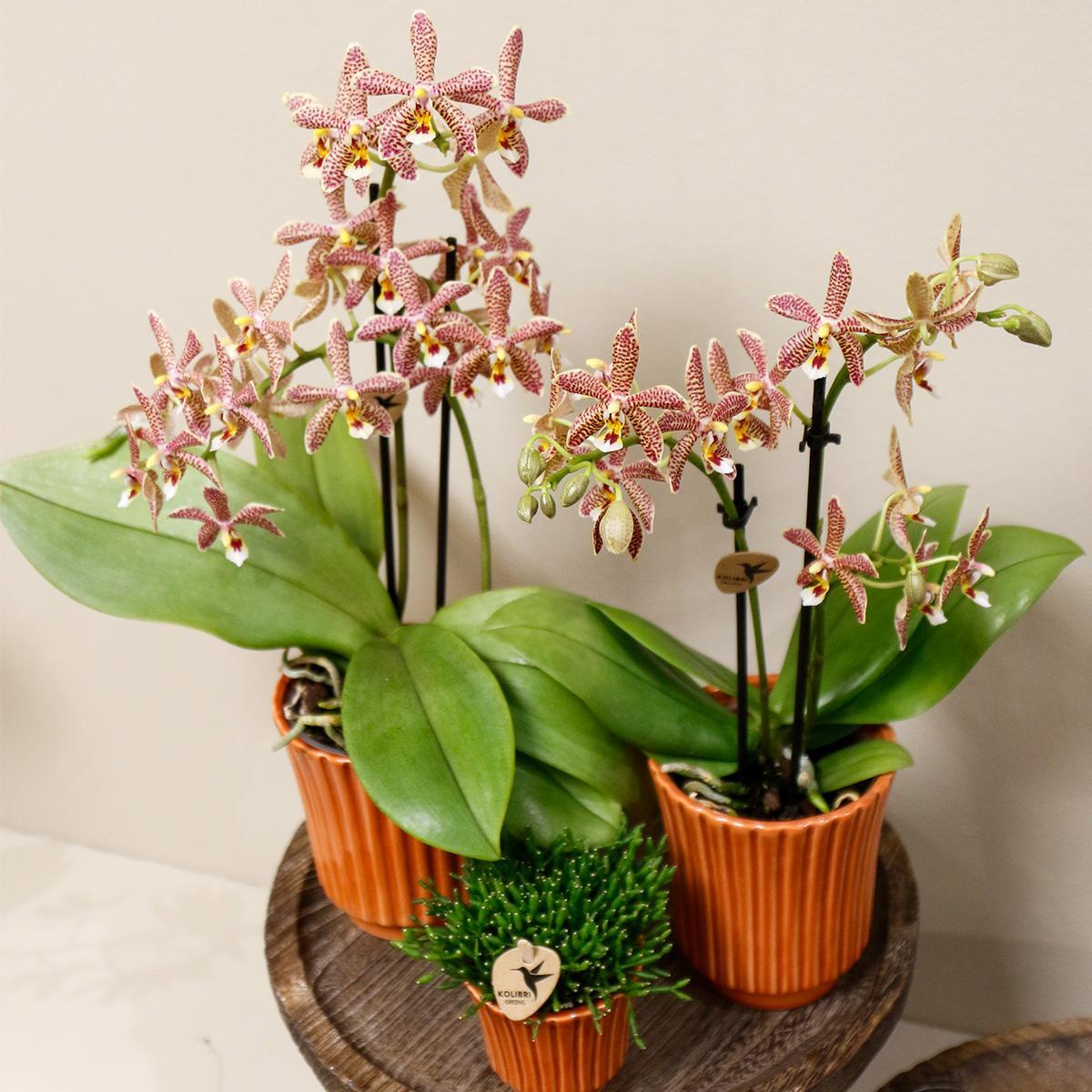 Orchidee orange Phalaenopsis Orchidee - Spider in Retro Terracotta - Topfgröße Ø9cm | blühende Zimmerpflanze - frisch vom Züchter