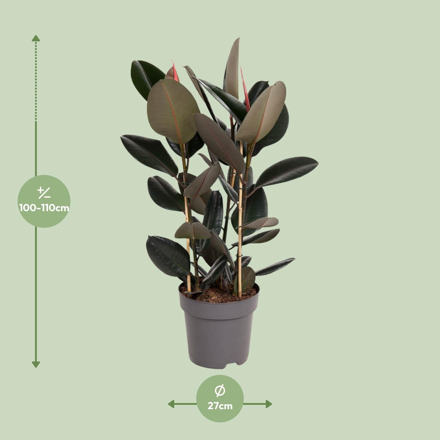 Gummibaum Ficus Elastica Abidjan - Ø27cm - ↕110cm