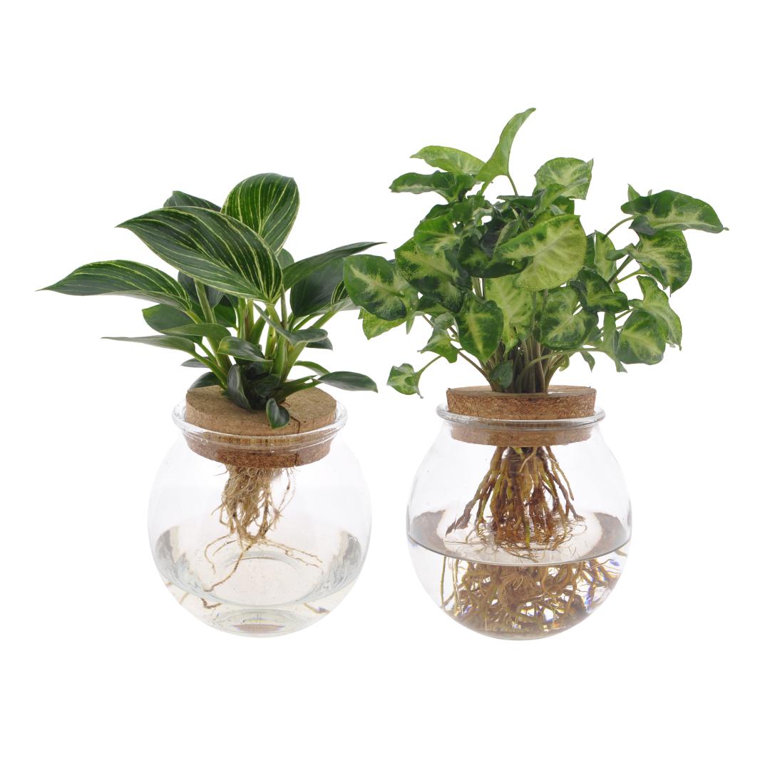 Bolglas Duo Syngonium Groen/Wit Golf - 2 stuks - Ø12cm - ↕30cm