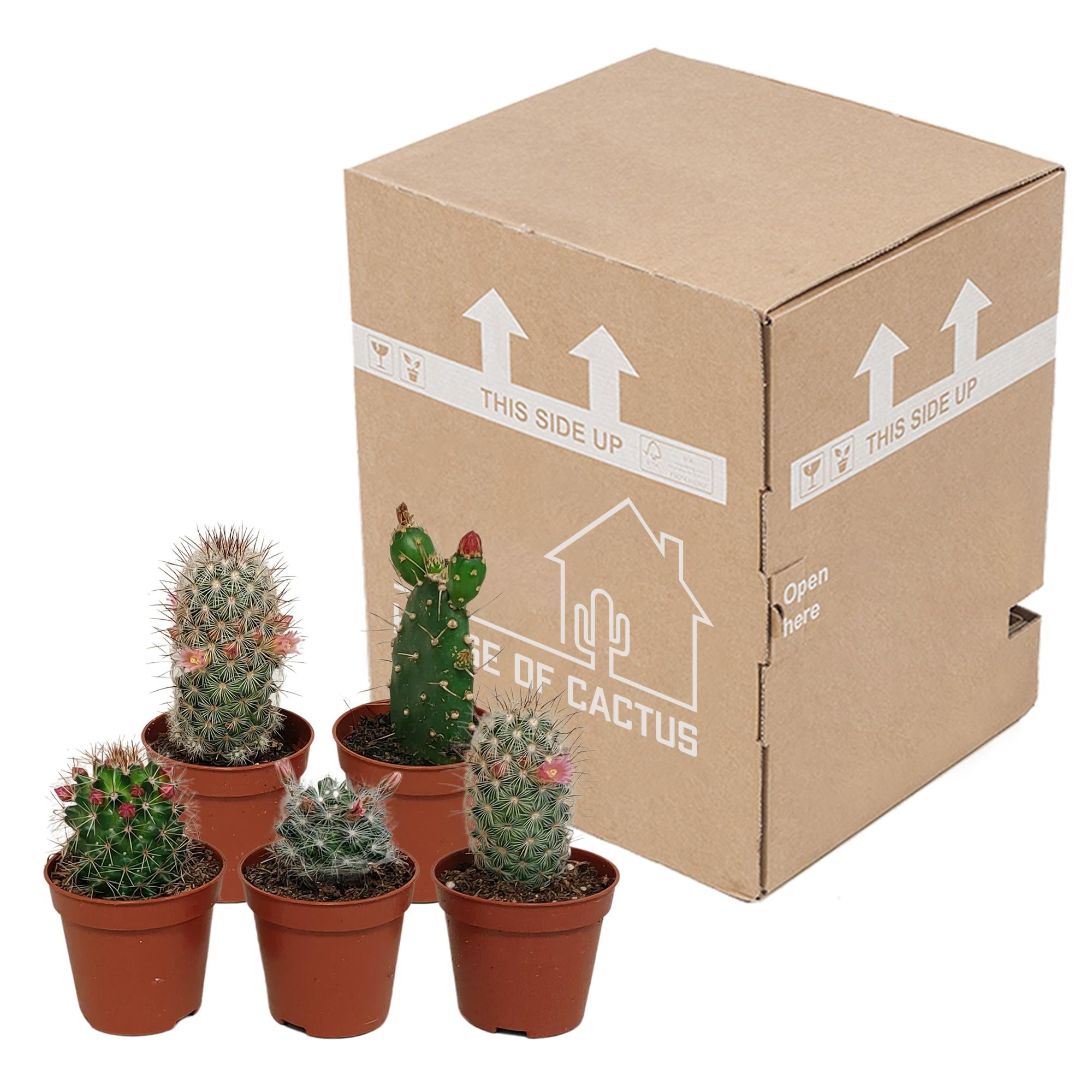 Cactusmix 5,5 cm - zonder pot bloeiend - 5x