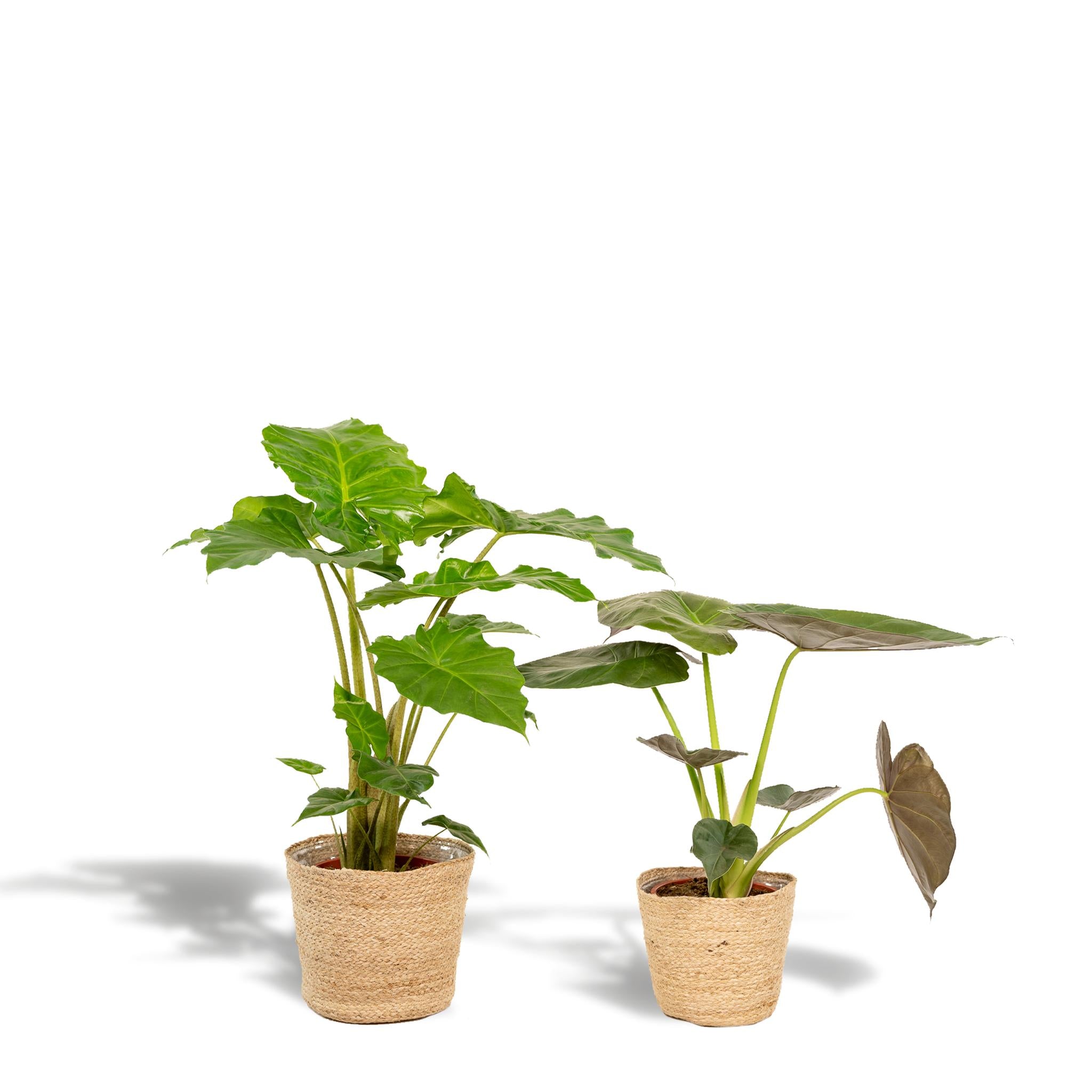 Elefantenohr Mix - Alocasia Wentii - Ø19cm - ↕60cm + Alocasia Portodora - Ø19cm - ↕75cm + Korb Selin