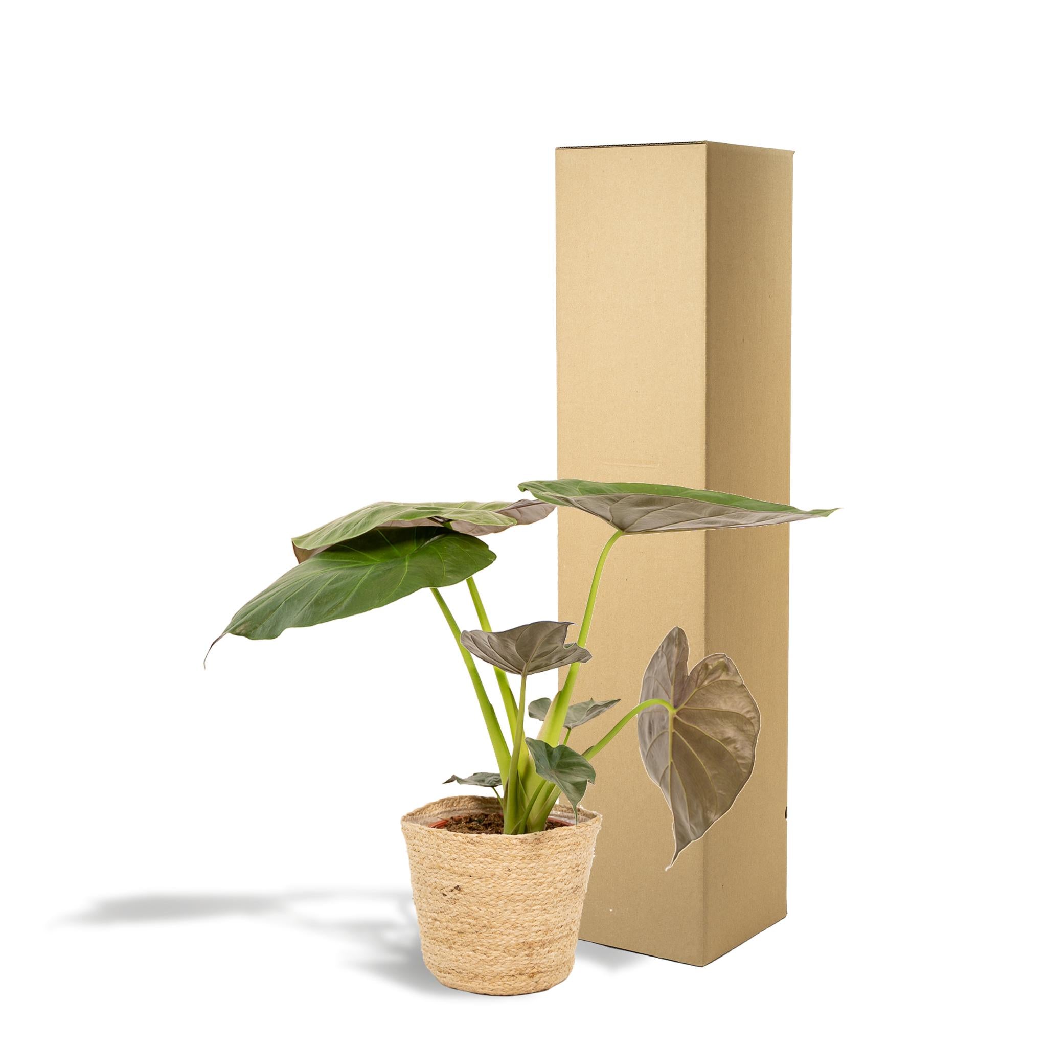 Elefantenohr - Alocasia Wentii - Ø19cm - ↕65cm + Korb Selin