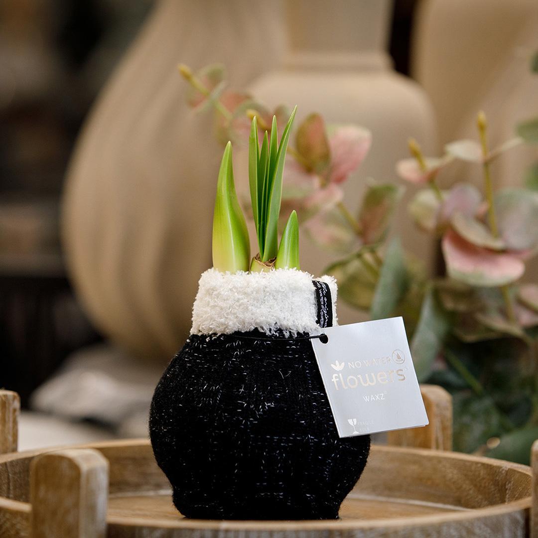 No Water Flowers® (wax amaryllis) | Fashionz Cozy Wooly - Black + Red flower