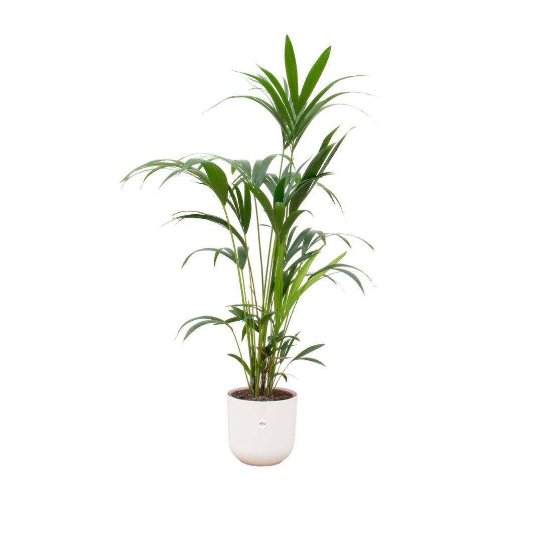 Kentia Palme - Howea Forsteriana - inklusive elho Jazz Round Topf weiß Ø26 - 160 cm