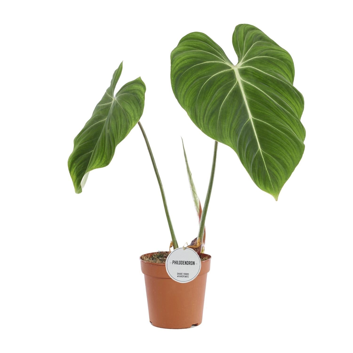 Philodendron Gloriosum - Ø15cm - ↕60cm