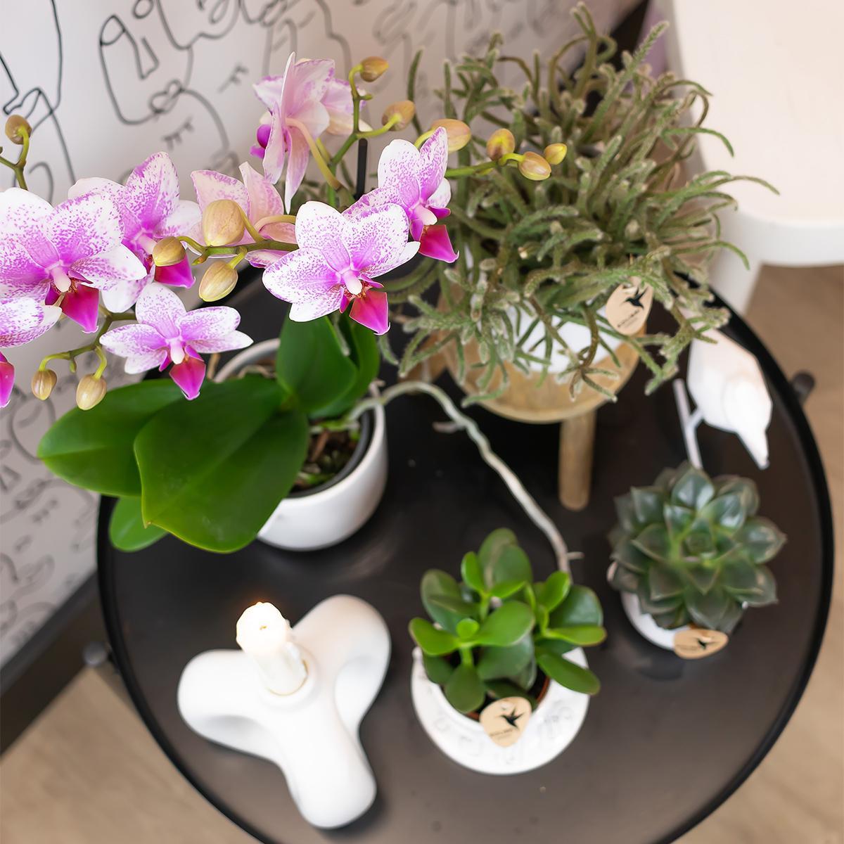 Kolibrie-orchideeën | Roze Phalaenopsis Orchidee - Mineraal Rotterdam - potmaat Ø9cm | bloeiende potplant - vers van de veredelaar