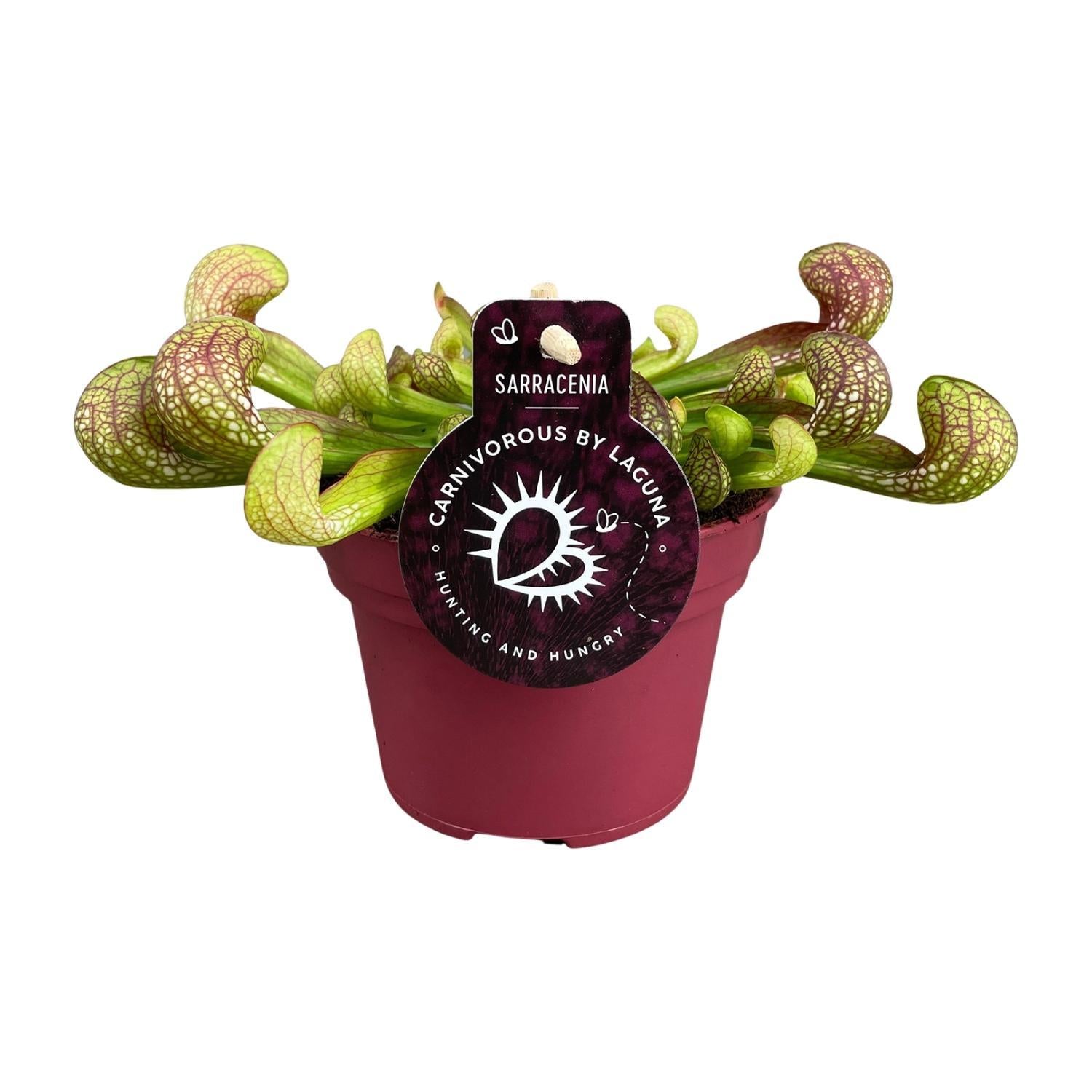 Sarracenia Psittacina - Ø12cm - ↕13cm