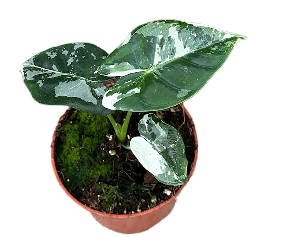 Elefantenohr - Alocasia Micholitziana Frydek - Ø10,5cm - ↕15cm