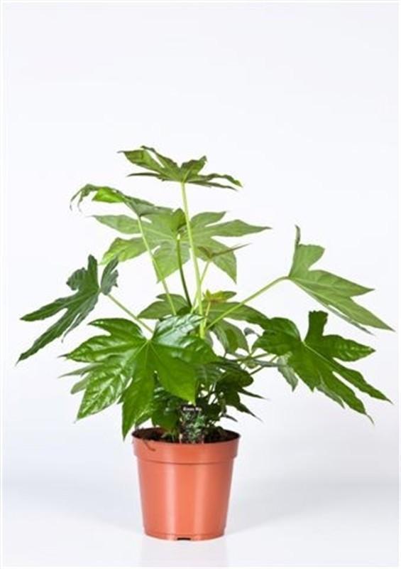 Japanischer Aralienstrauch - Fatsia Japonica - Ø17cm - ↕50cm