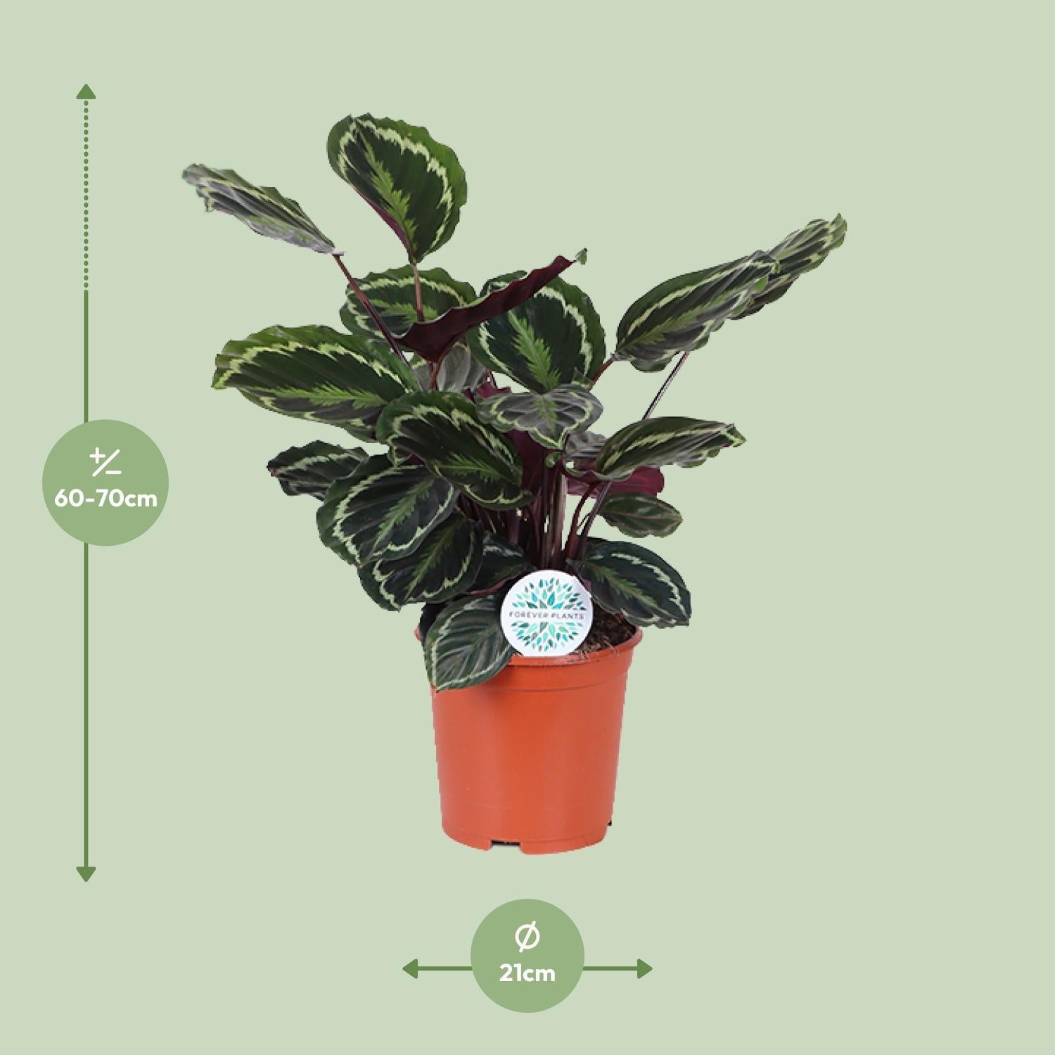 Calathea Medaillon - Ø21cm - ↕70cm