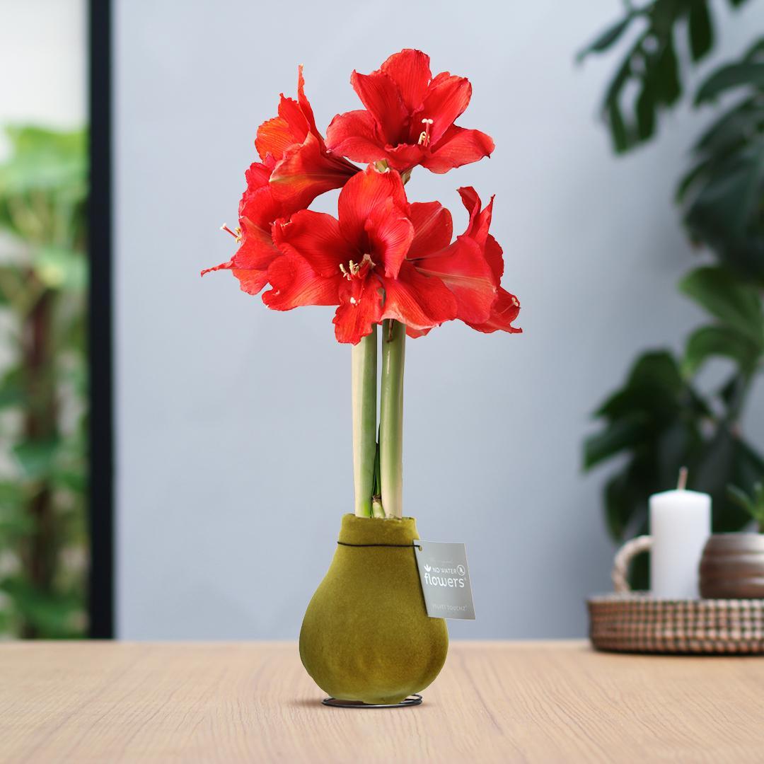 No Water Flowers® (wax amaryllis) | Velvet Touchz® - Gold + Red flower