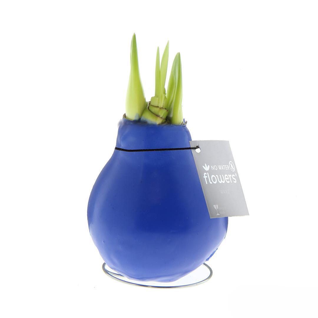 No Water Flowers® (wax amaryllis) | Waxz® Colours - Blue + Red flower