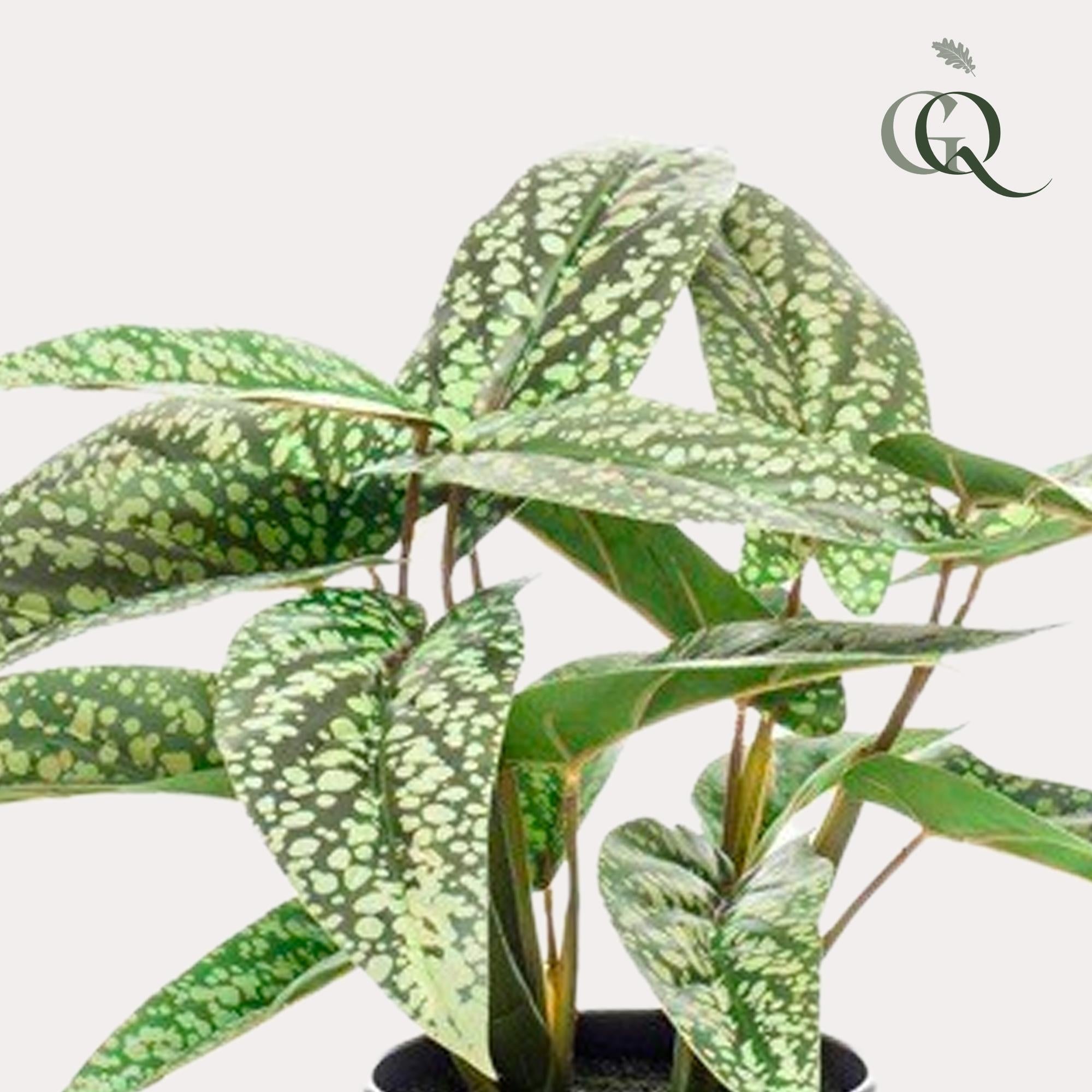 Kunstpflanze - Calathea Dots - 38 cm