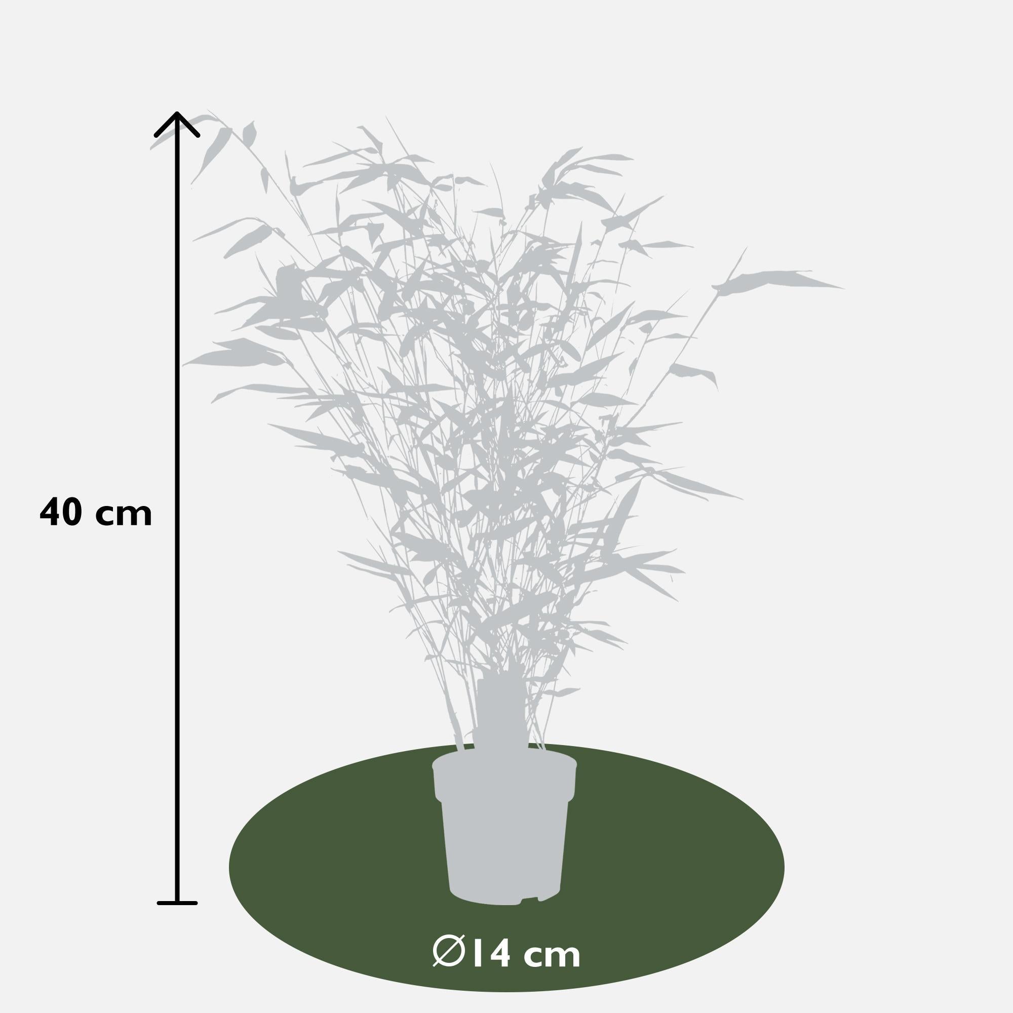 Goldrohrbambus - Phyllostachys aureosulcata 'Aureocal' - ↨40cm - Ø14