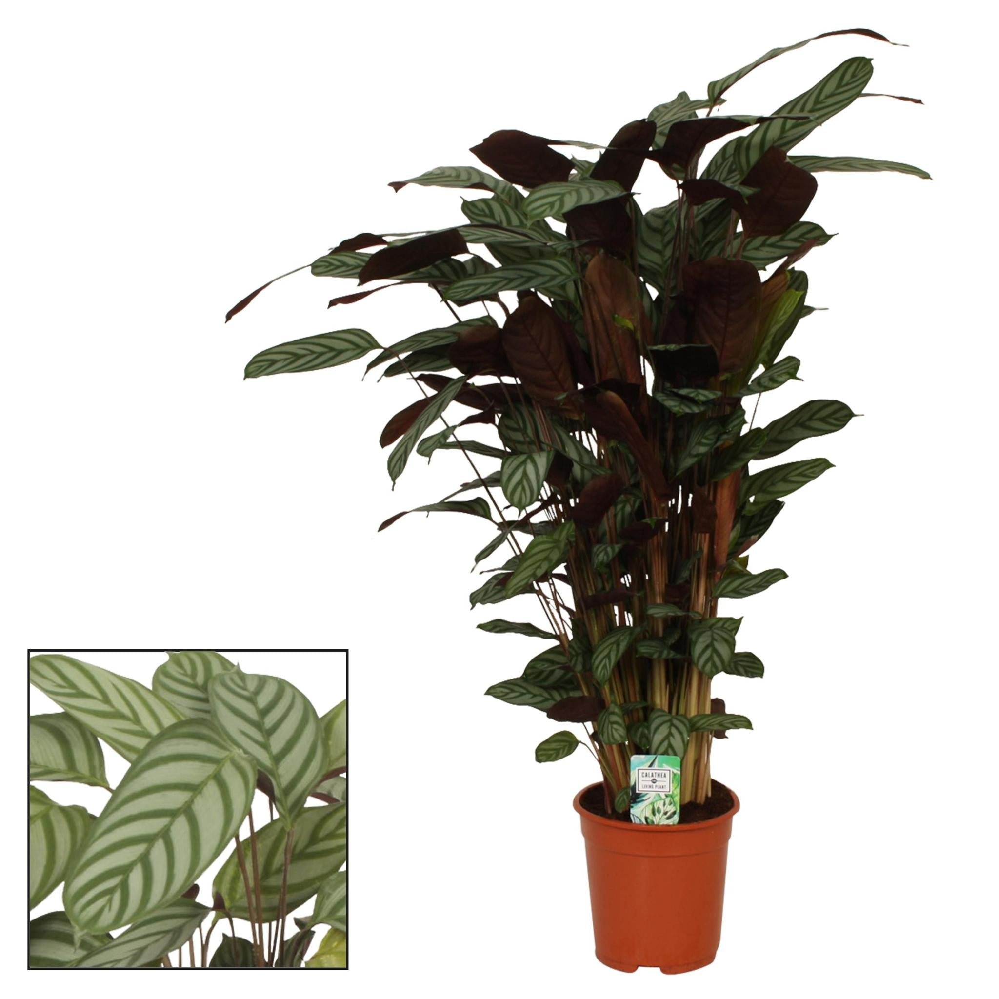 Calathea Compactstar - Korbmarante -  Ø21 ↕105