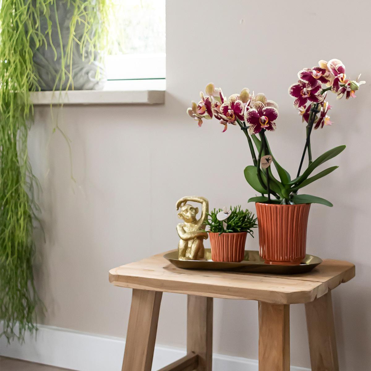 Orchidee - Set aus gelber roter Orchidee und Rhipsalis auf Goldtablett