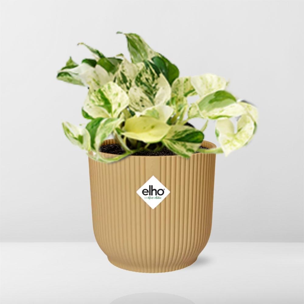 Efeutute - Epipremnum Pinnatum Happy Leaf in ELHO Vibes Fold 14cm geel Topf gelb