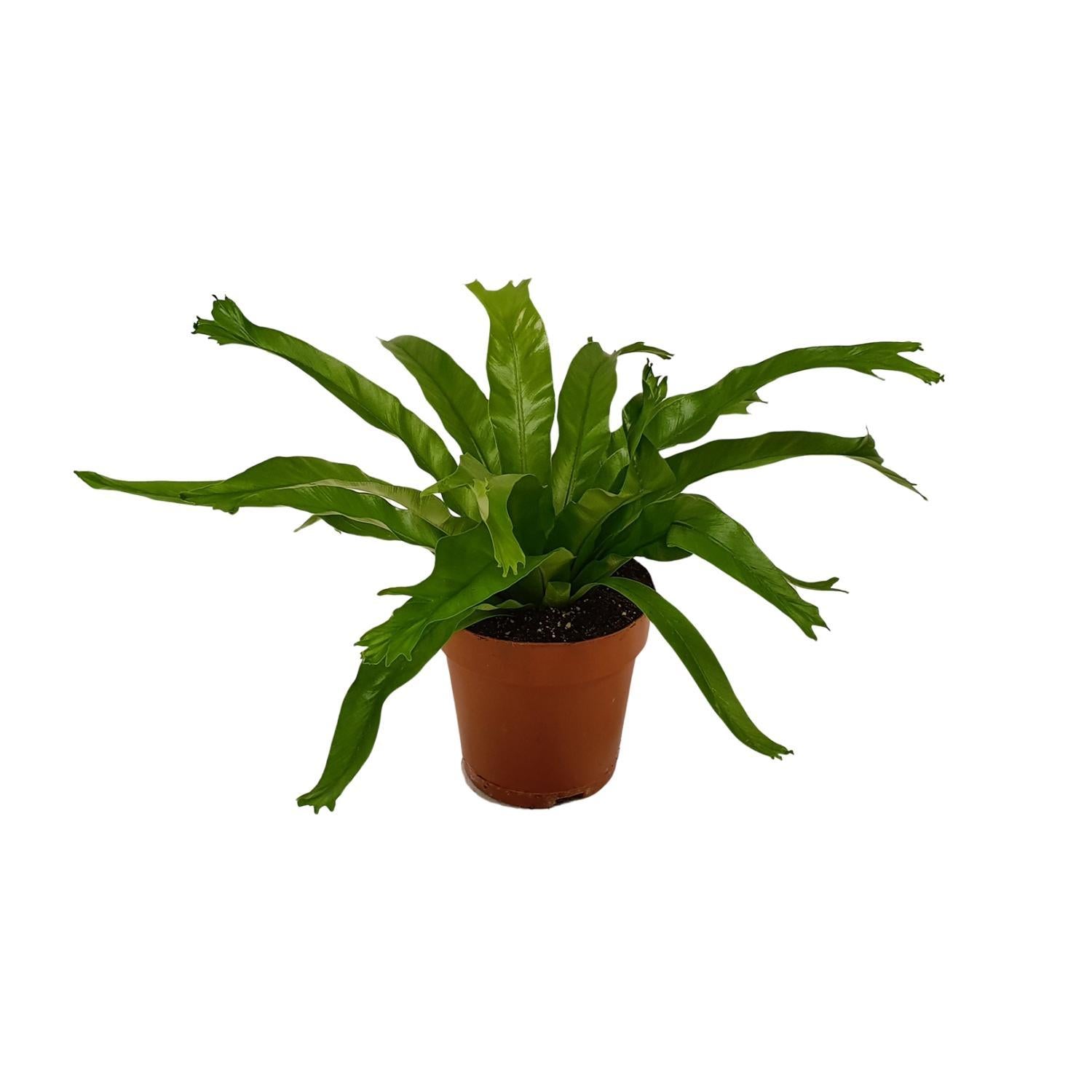 Nestfarn - Asplenium Crissie - Ø12cm - ↕30cm