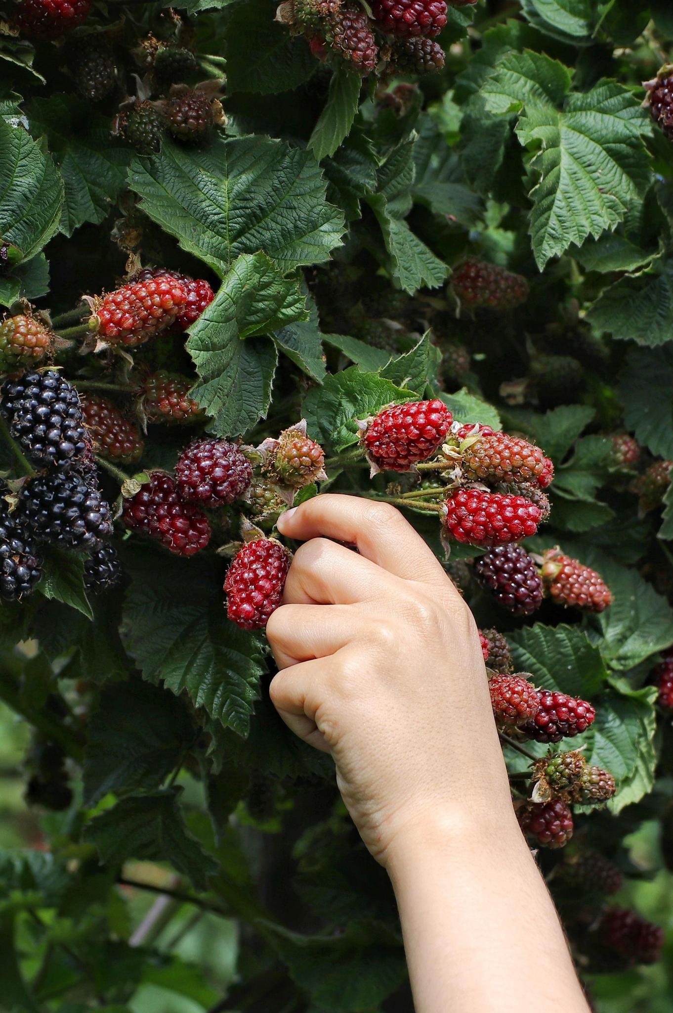 Rubus fruticosus 'Thornless Evergreen' - Dornenlose Brombeere