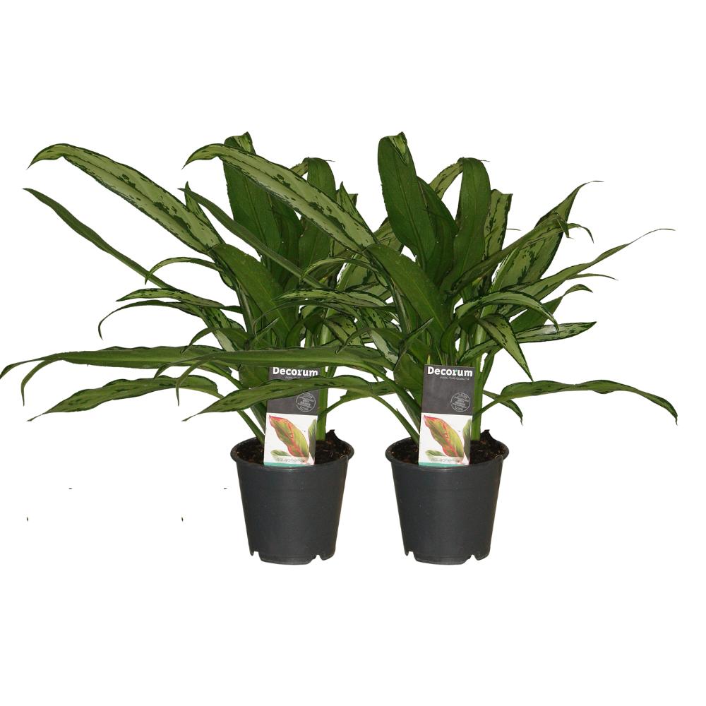 Kolbenfaden - Aglaonema Cutlass - ø12cm - ↕30cm   2 Stück