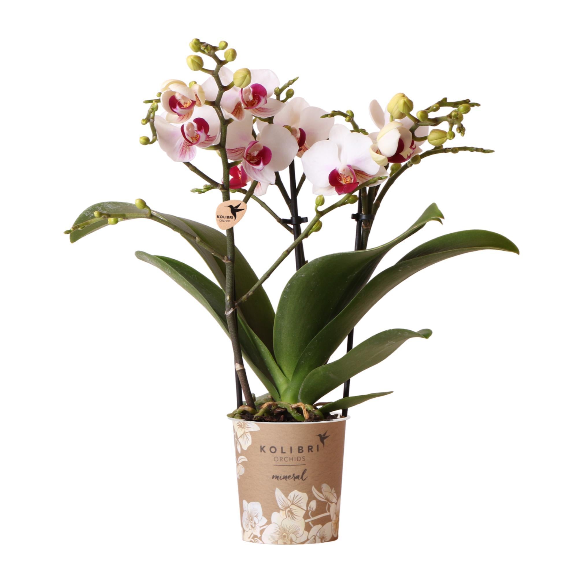 Orchidee Weiße Phalaenopsis Mineral Gibraltar - Topfgröße Ø9cm | blühende Zimmerpflanze - frisch vom Züchter