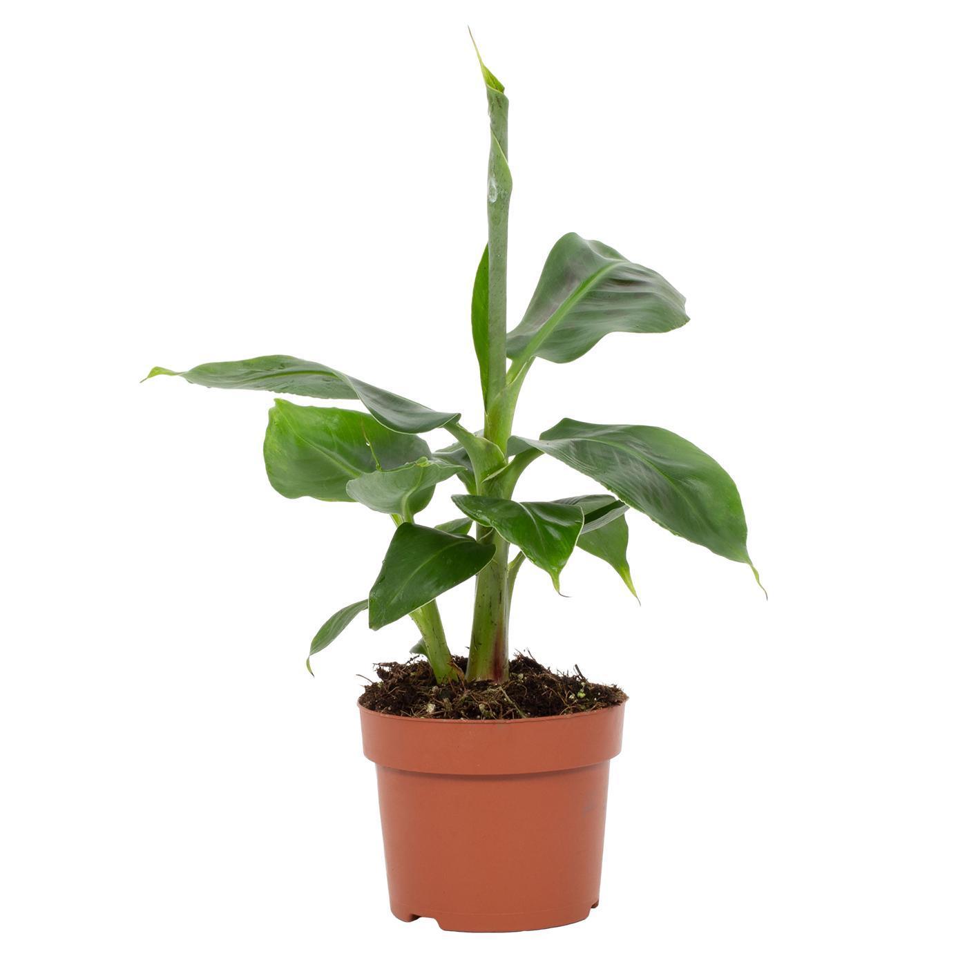 Bananenpflanze - Musa Tropicana 12cm - Ø12cm - ↕27cm