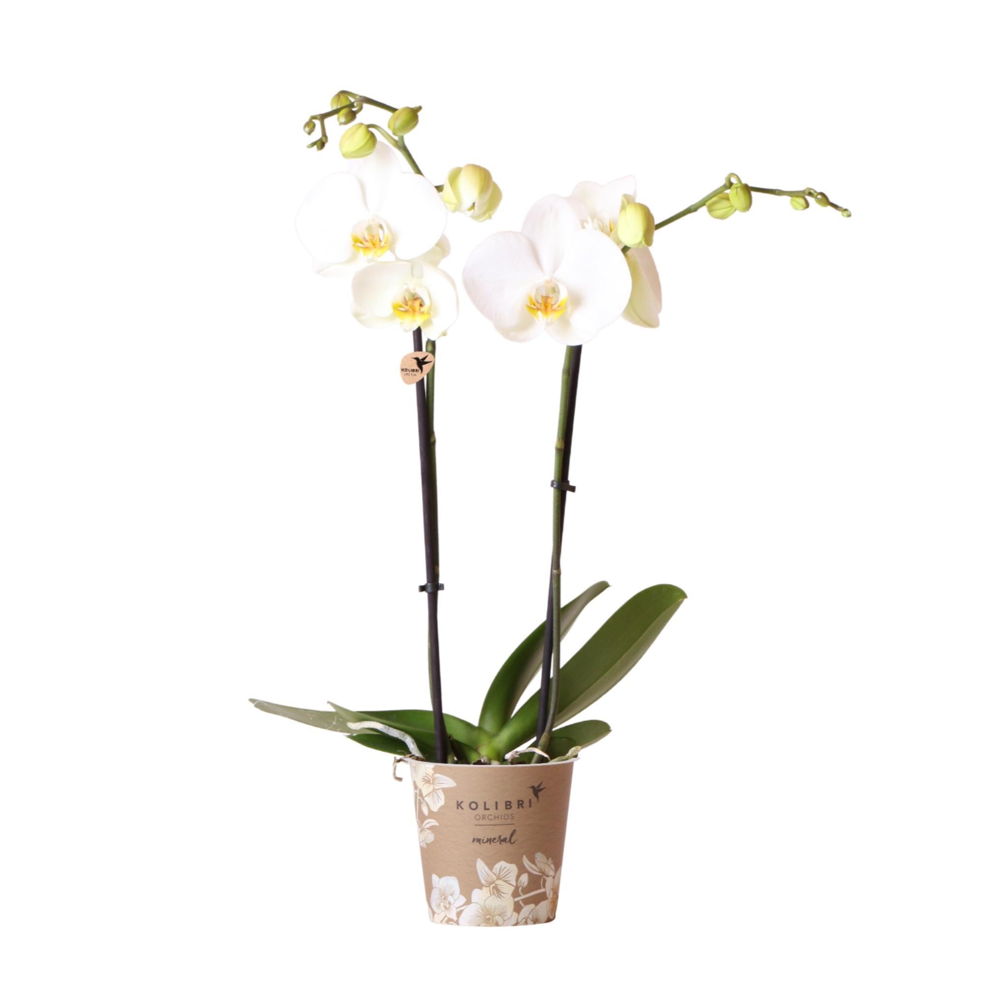 Orchidee weiße Phalaenopsis-Orchidee - Dame Blanche - Topfgröße Ø12cm | blühende Zimmerpflanze - frisch vom Züchter