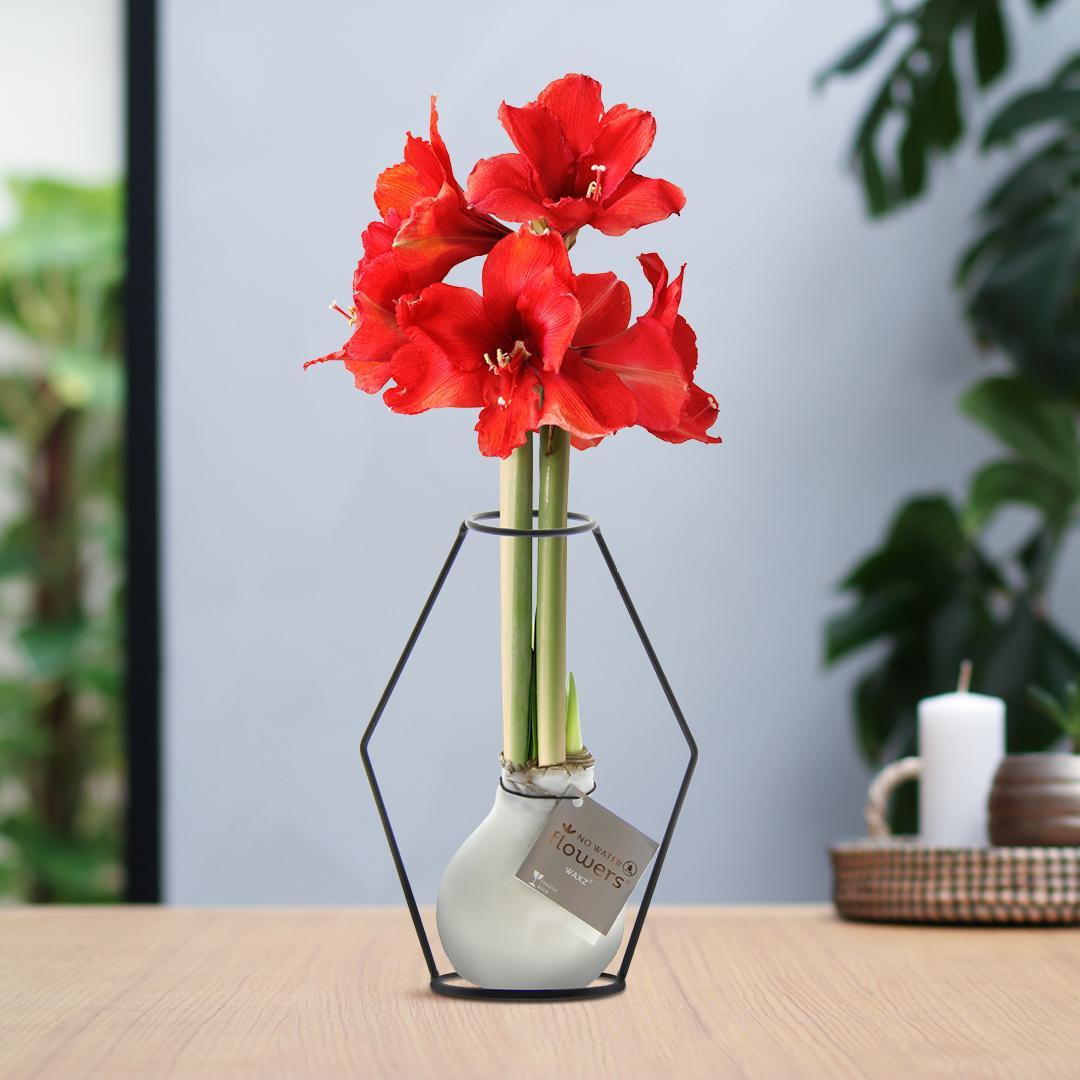 No Water Flowers® (wax amaryllis) | Formz Modern - White + Red flower