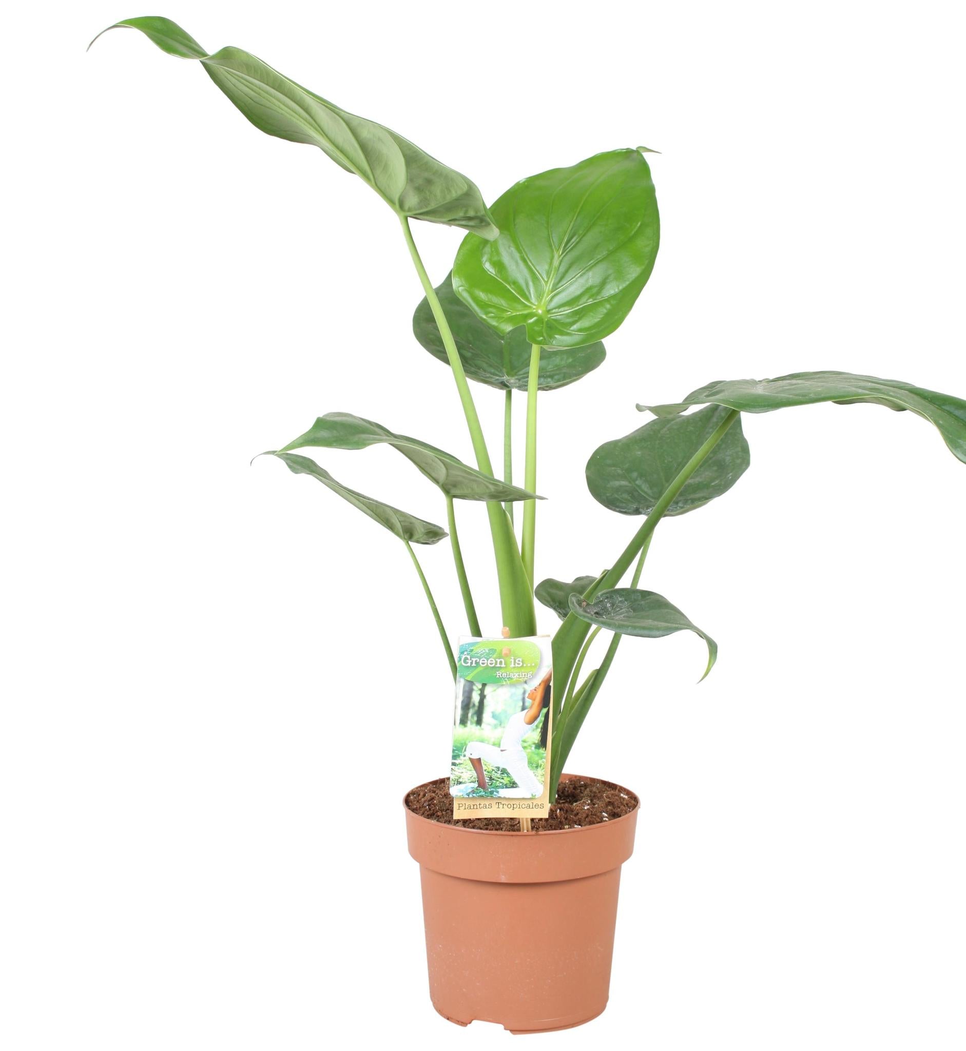 Zwerg Elefantenohr - Alocasia Cucullata - Ø17cm - ↕60cm