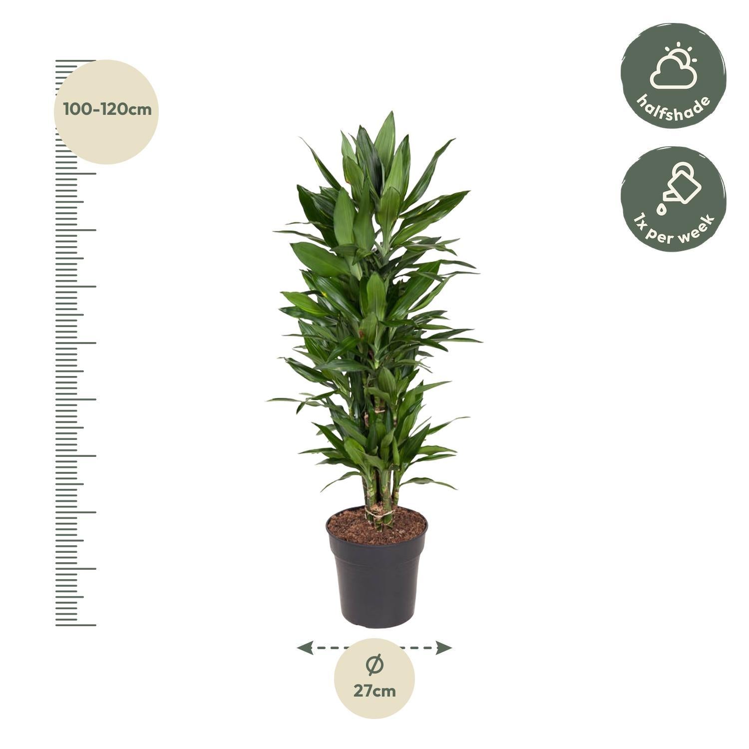 Drachenbaum Janet Lind - Dracaena Janet Lind verzweigt - 110 cm - ø27