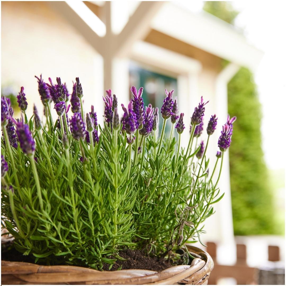 Lavandula stoechas Anouk® - 12 cm Topf - Set mit 6 französischen Lavendelpflanzen