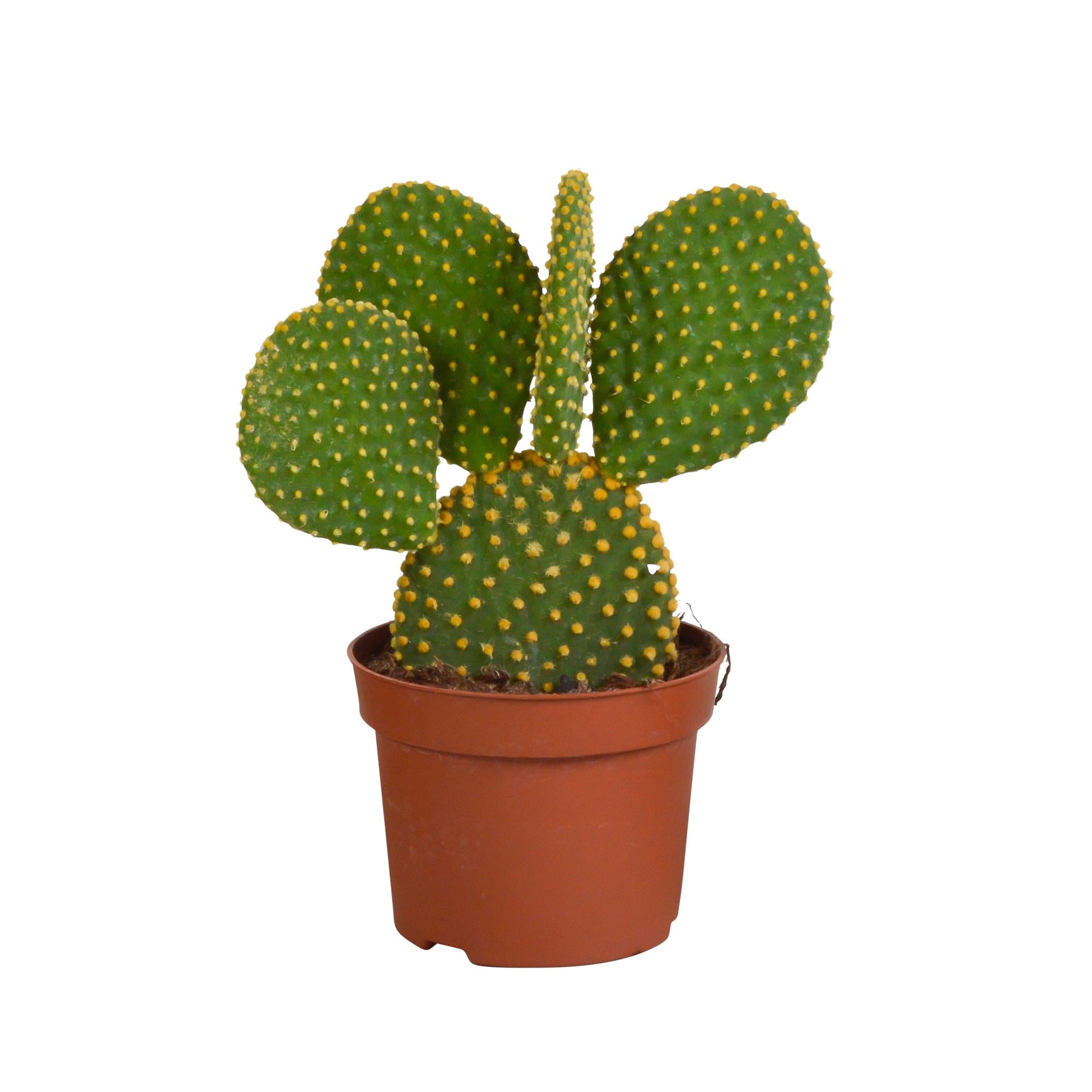 Engelsohren - Opuntia microdasys - 12cm