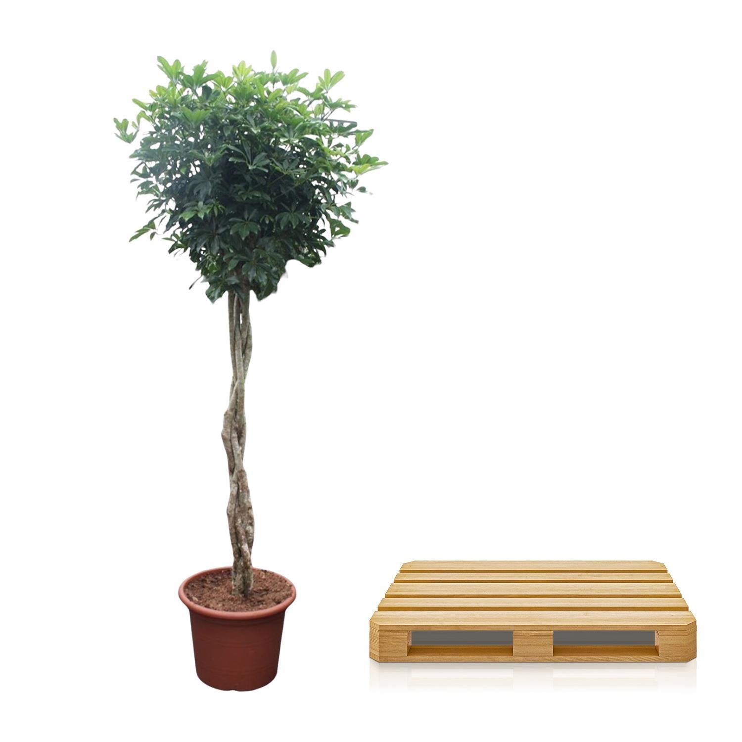 Schefflera Arboricola Compacta geweven stam - 250 cm - ø55