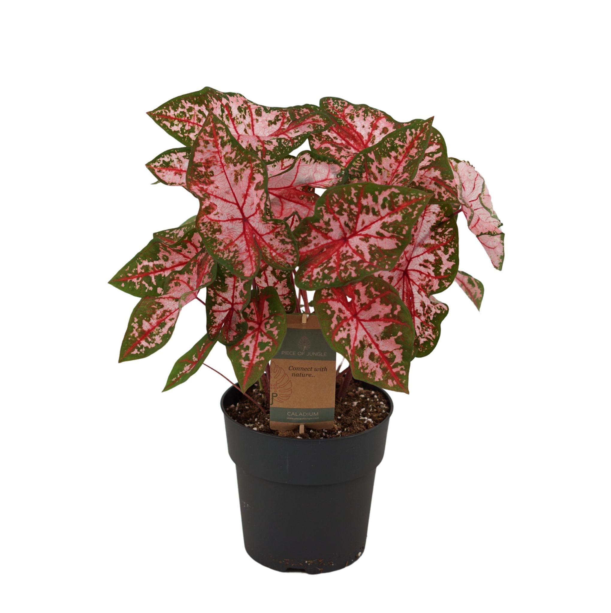 Caladium Carolyn Whorton - 65cm - Ø21cm