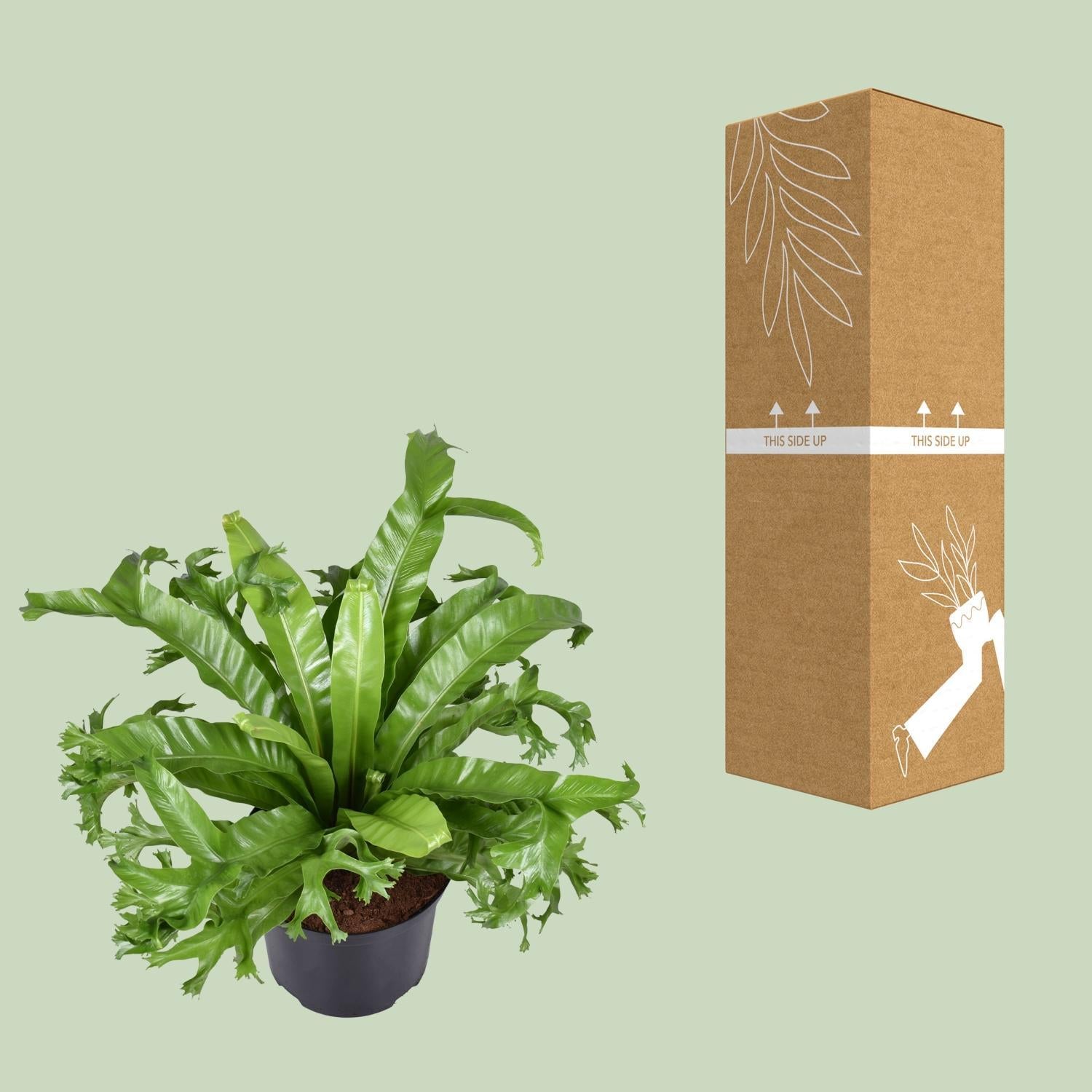 Vogelnestfarns - Asplenium Nidus Crissie - Ø23cm - ↕55cm