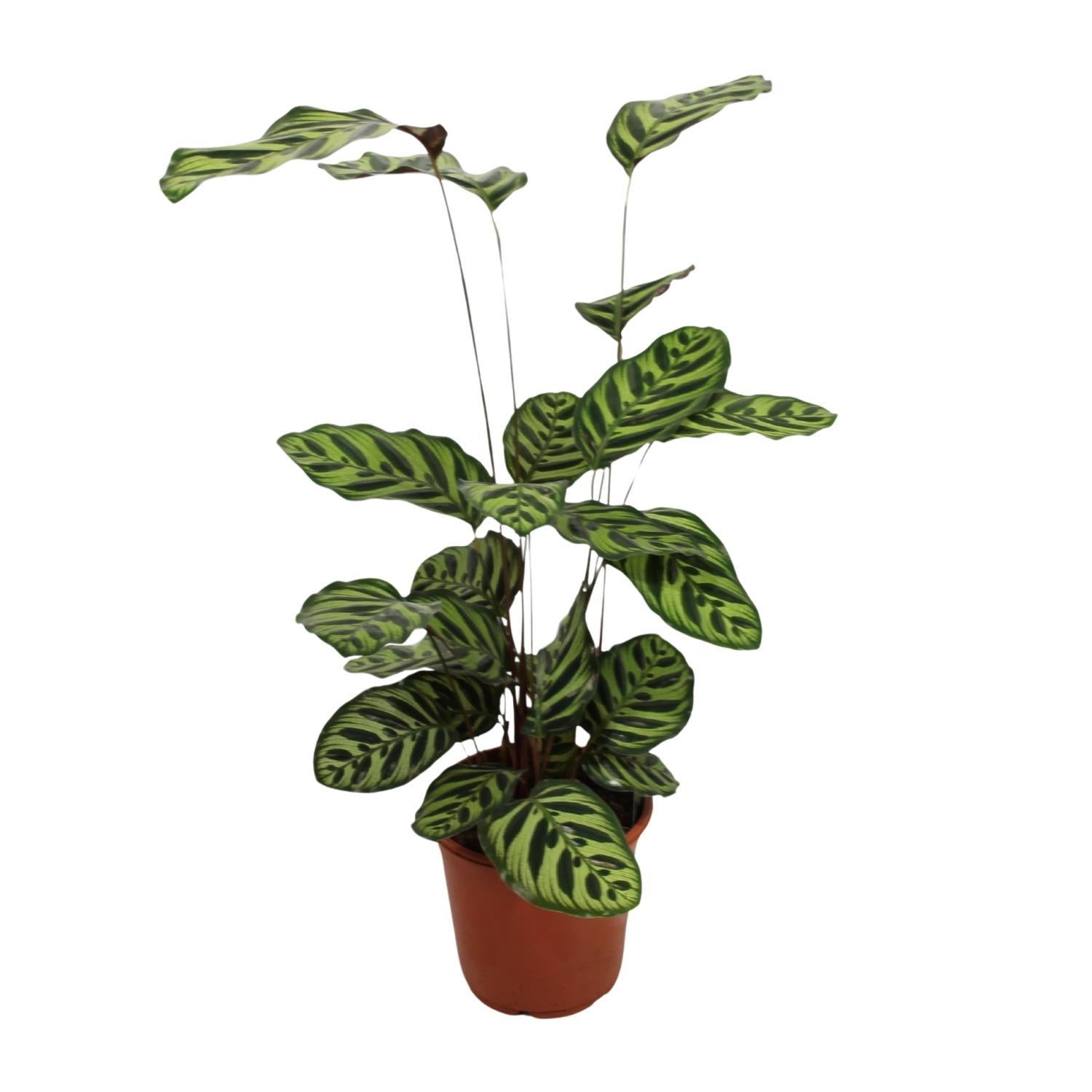 Pfauenpflanze - Calathea Makoyana - Ø21cm - ↕55cm