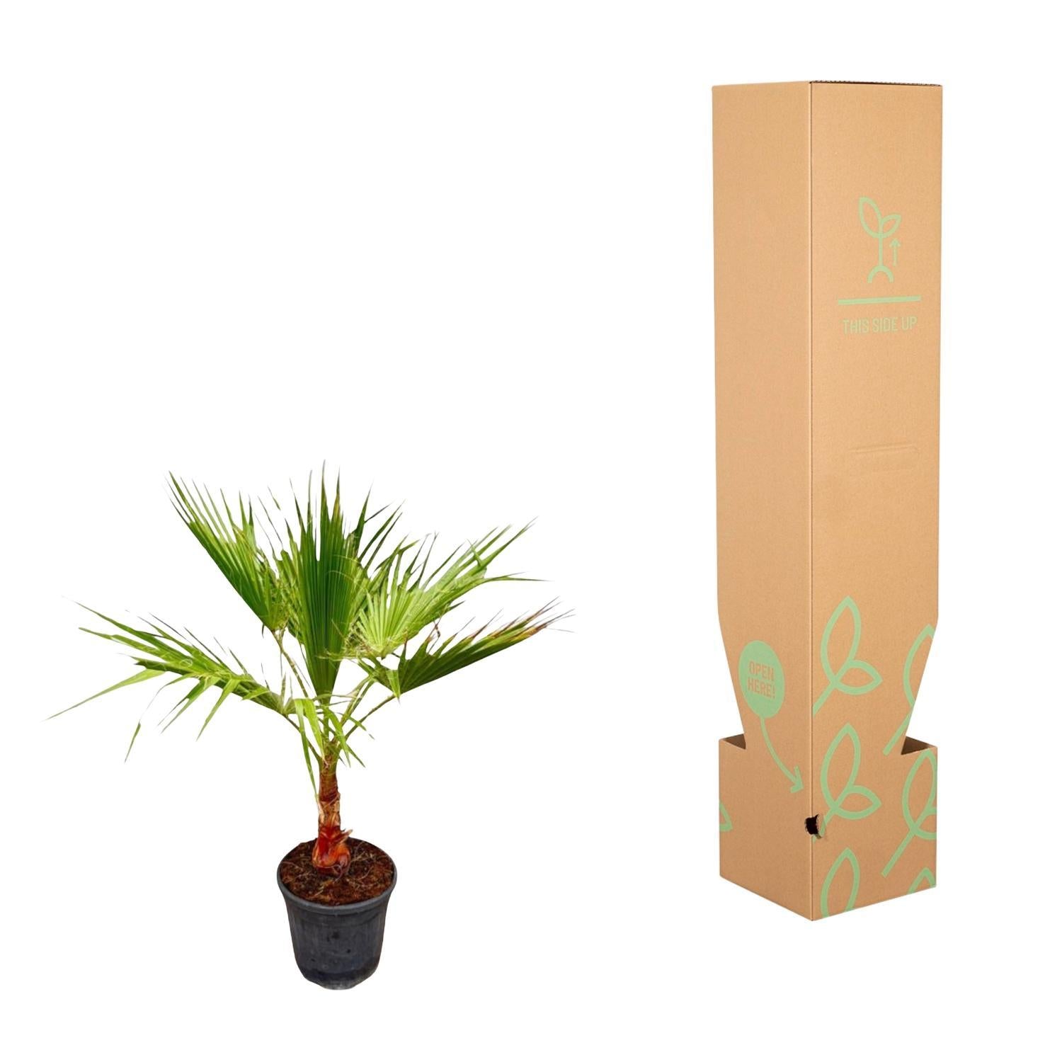 Washingtonia - 100 cm - Ø21