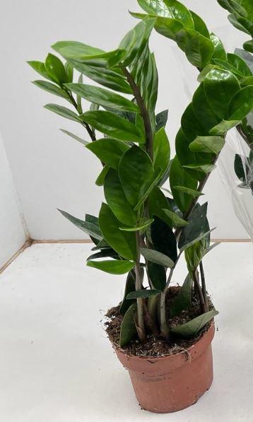 Smaragdpalme - Glücksfeder - Zamioculcas - Ø12cm - ↕35cm