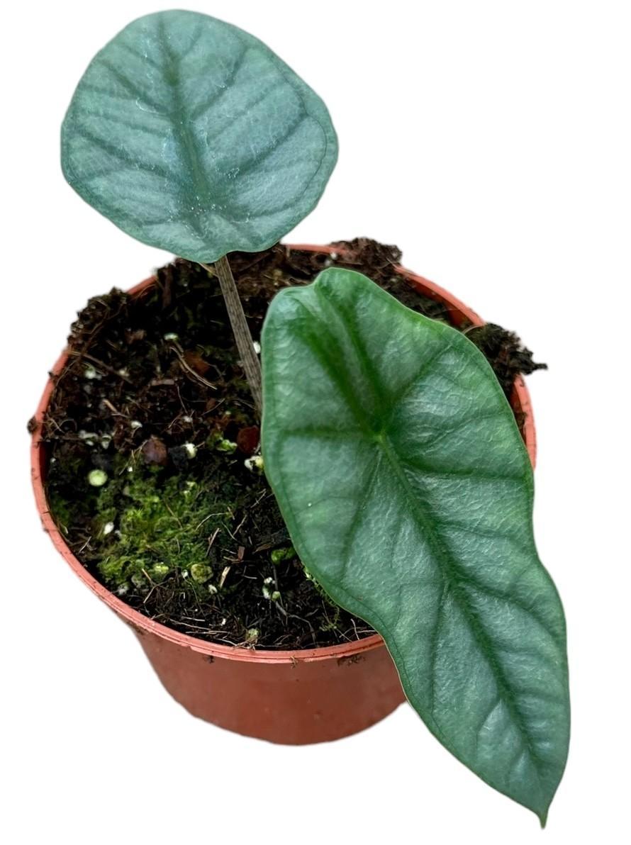 Elefantenohr - Alocasia Heterophylla Corazon - Ø10,5cm - ↕15cm