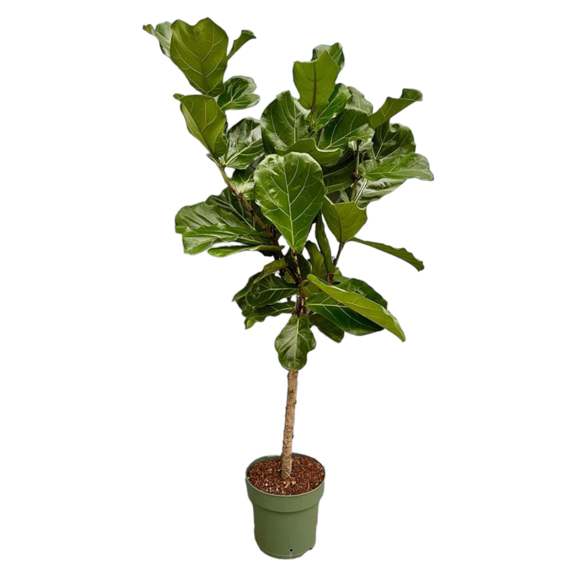 Geigenfeige - Ficus Lyrata Baum  - 160 cm - Ø27