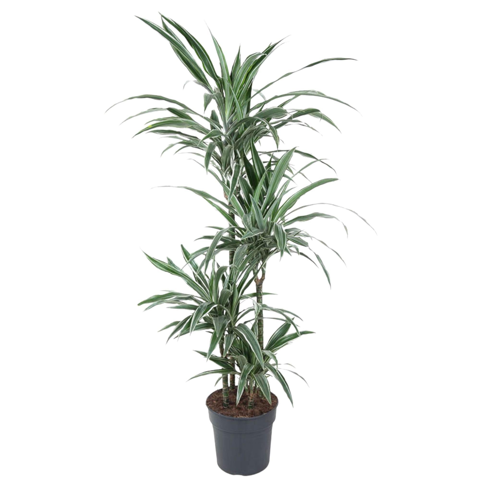 Drachenbaum Warneckei - Dracaena Warneckei - 150 cm - ø24