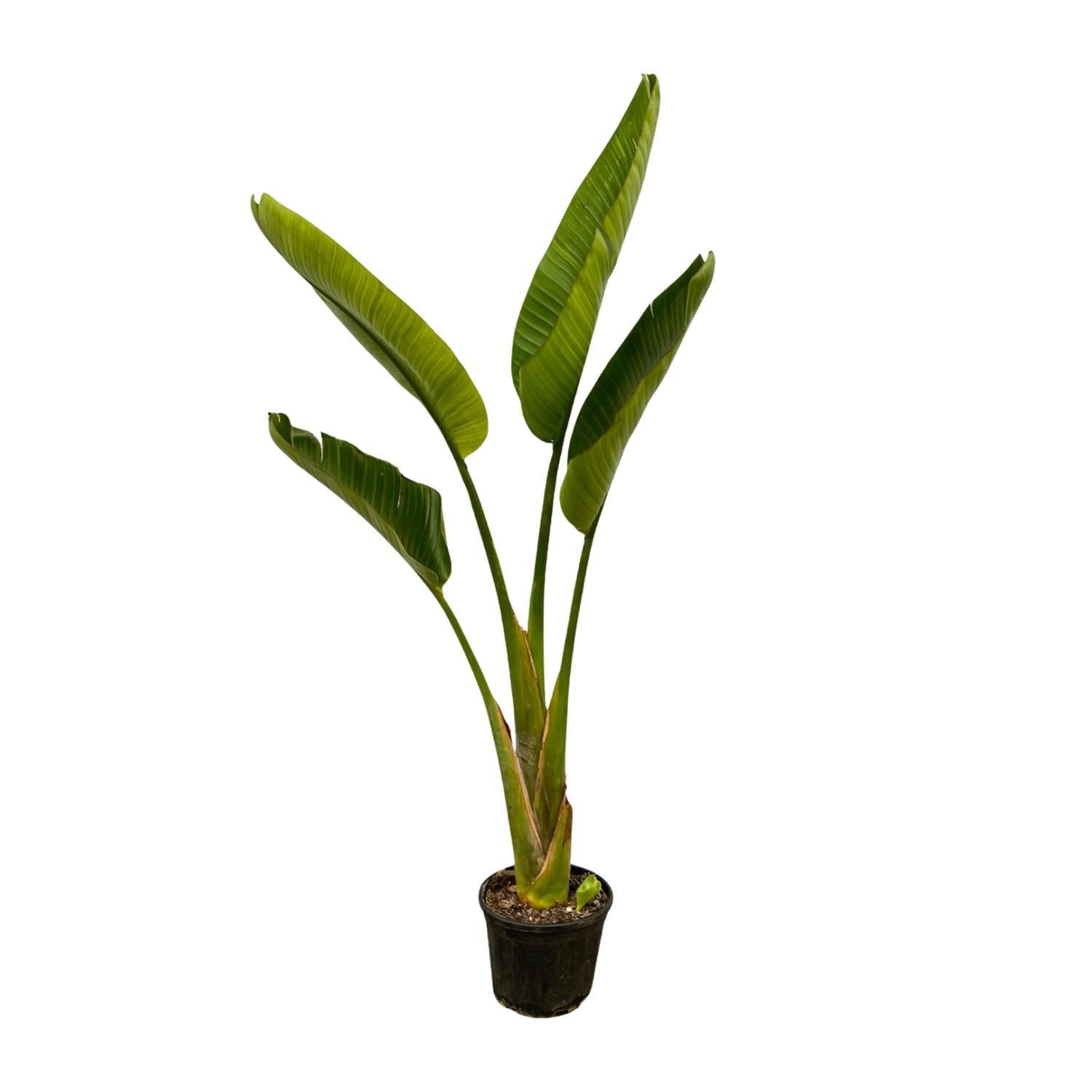 Strelitzia Augusta - 100cm - ø21