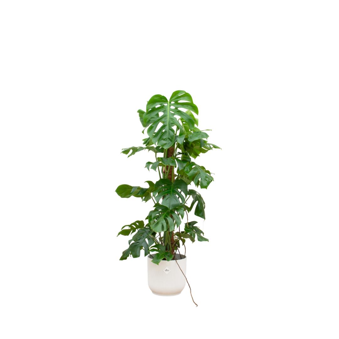 Monstera Pertusum XL inclusief elho Vibes Fold Round Topf weiß Ø30 - 120 cm