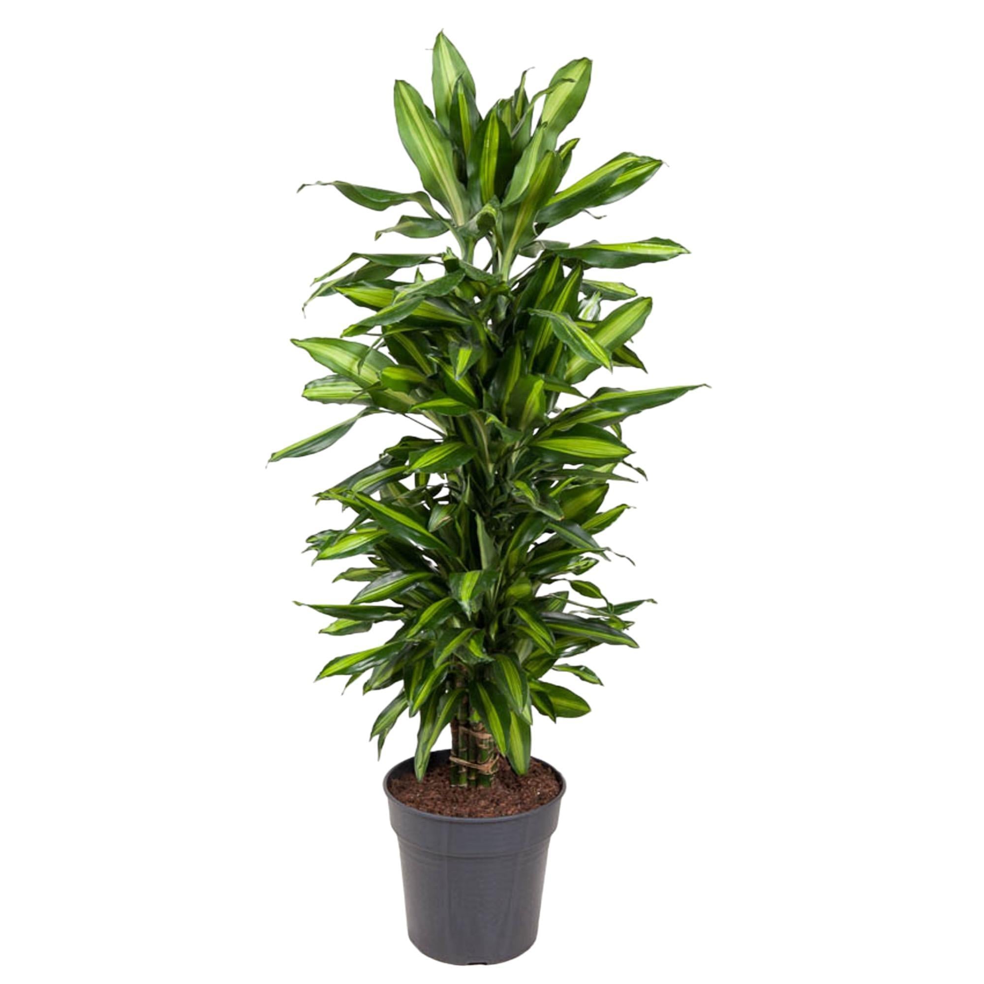 Drachenbaum Cintho - Dracaena Cintho verzweigt  - 120 cm - ø27